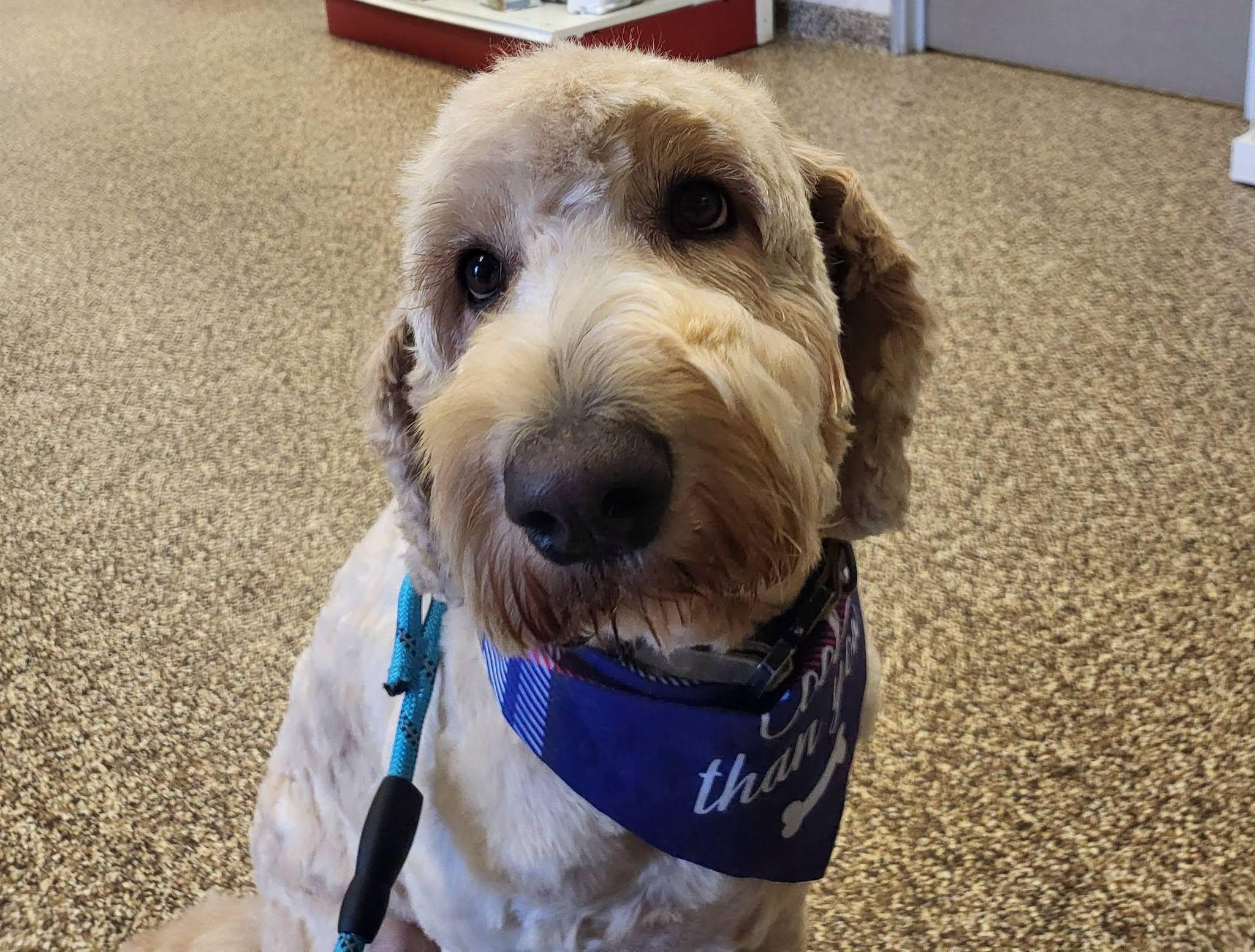 Violet, an adopted Goldendoodle in Salisbury, NC image 2/4