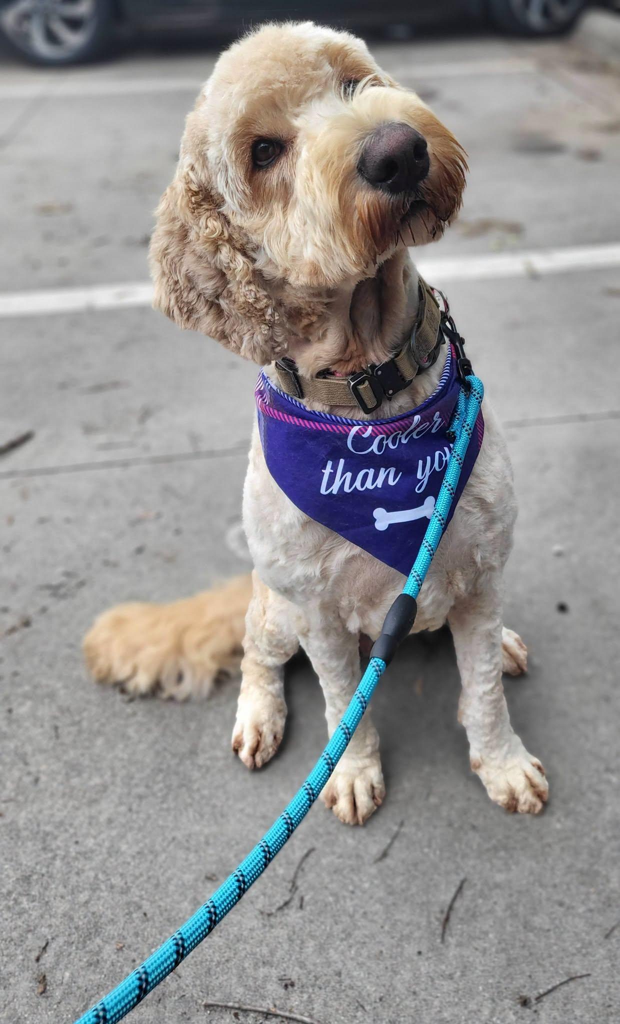 Violet, an adopted Goldendoodle in Salisbury, NC image 3/4
