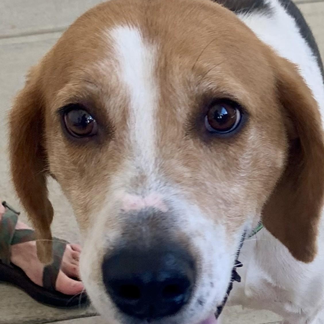 Earl, ADOPTABLE, Adult Male American Foxhound.