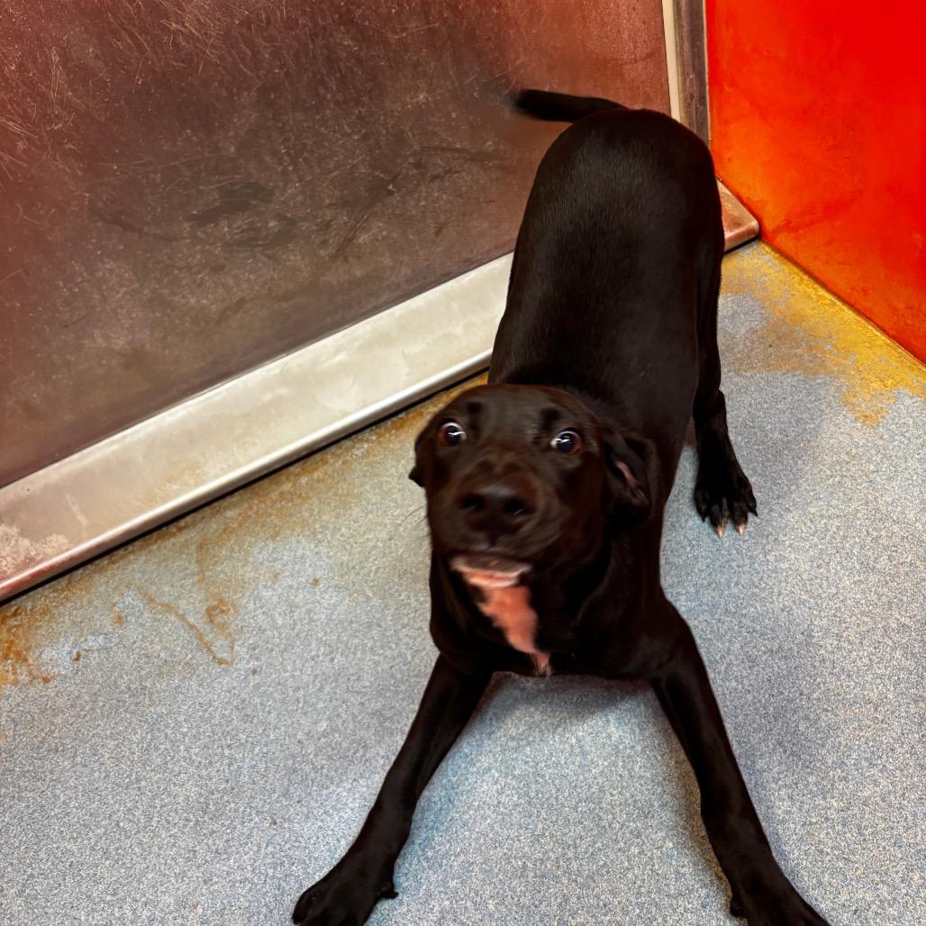 Chulo, Adoptable, Young Male Black Labrador Retriever.