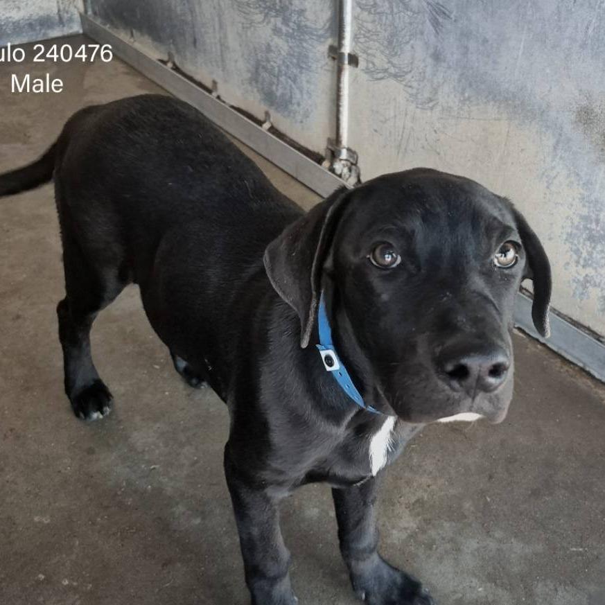 Enlarge Chulo, a Adoptable Black Labrador Retriever in Edinburg, TX image 2/5