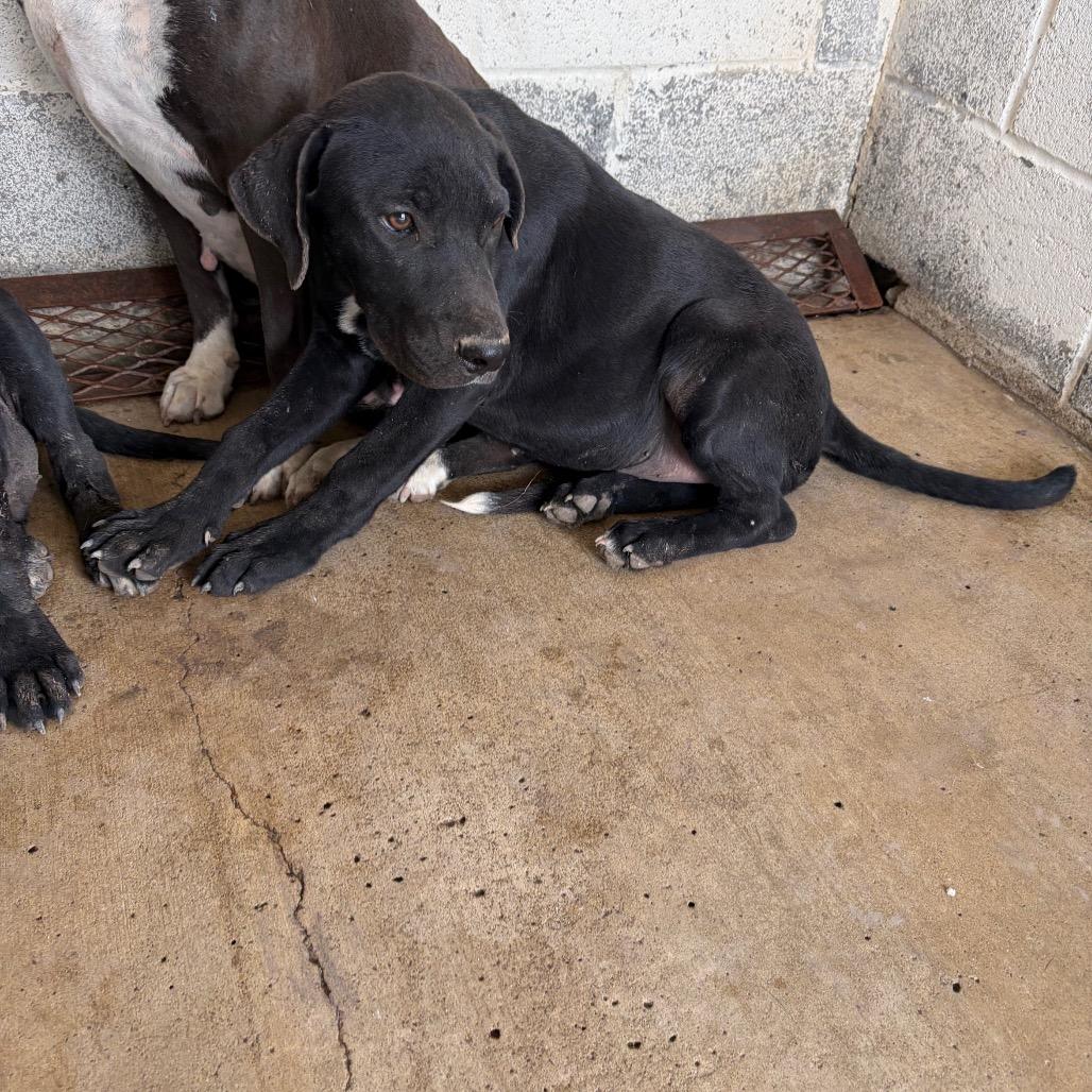 Enlarge Chulo, a Adoptable Black Labrador Retriever in Edinburg, TX image 3/5