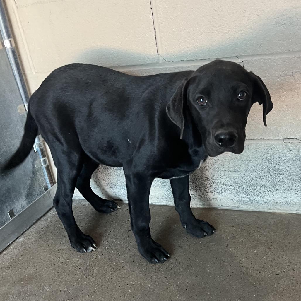 Enlarge Chulo, a Adoptable Black Labrador Retriever in Edinburg, TX image 4/5
