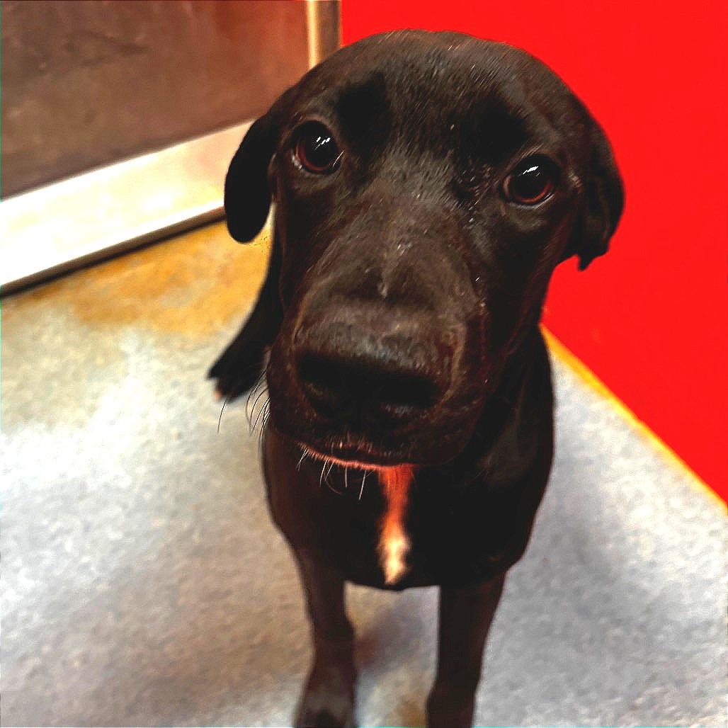 Enlarge Chulo, a Adoptable Black Labrador Retriever in Edinburg, TX image 5/5