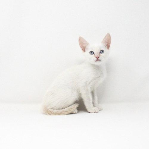 Enlarge Chives, a Adoptable Domestic Short Hair in Florence, AZ image 1/1