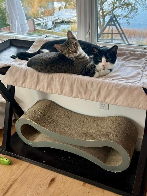 Enlarge Teddy, a ADOPTABLE Domestic Short Hair in Darien, CT image 4/5