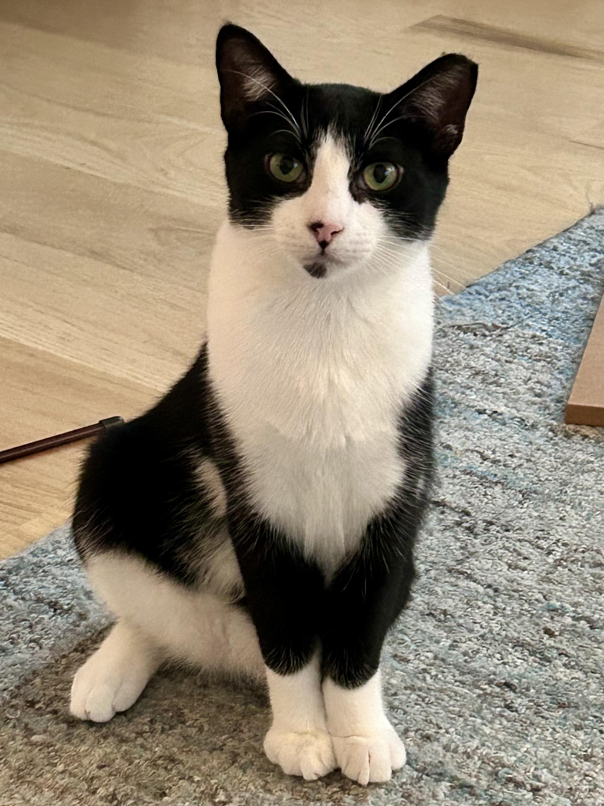 Teddy, ADOPTABLE, Young Male Domestic Short Hair.