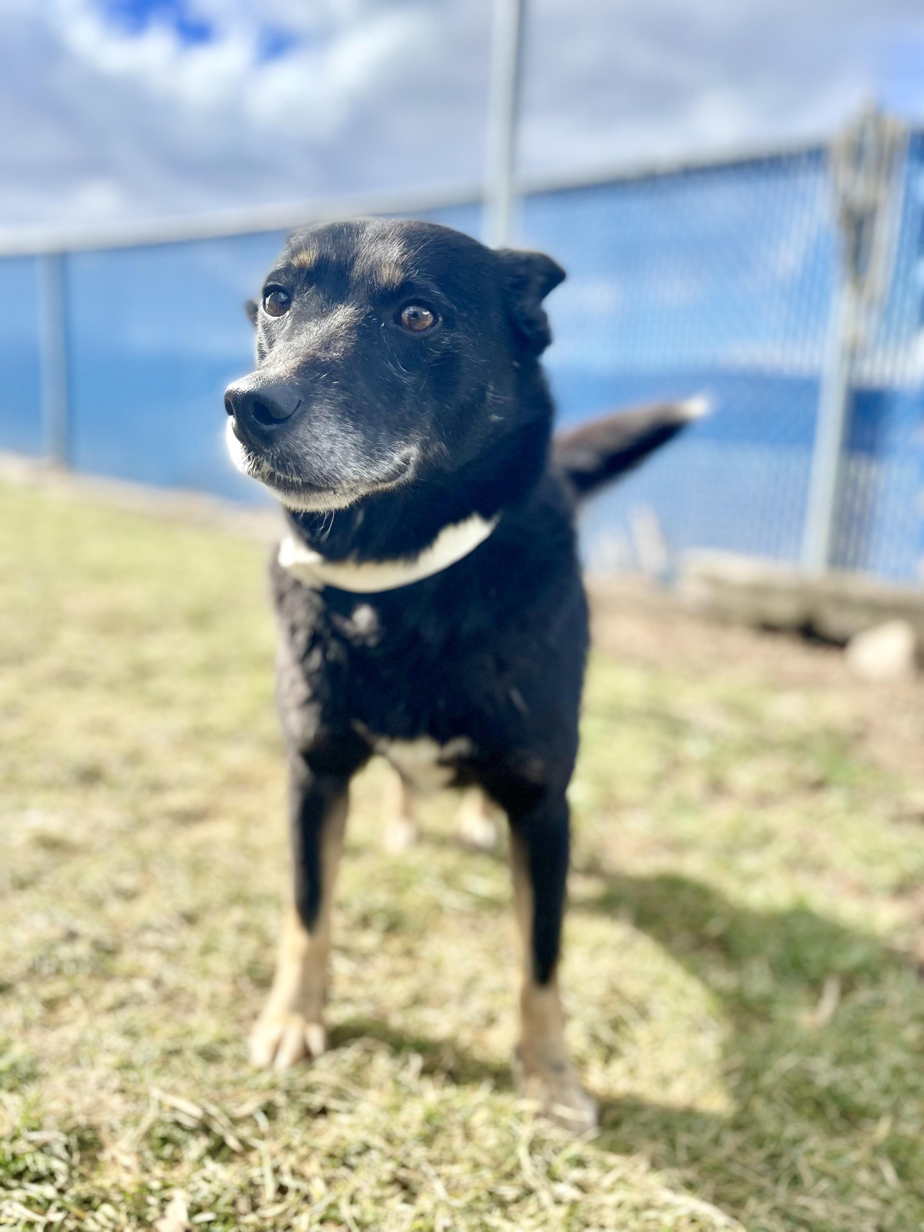 Enlarge Bella Marie , a ADOPTABLE mixed breed in Millersburg, OH image 2/2