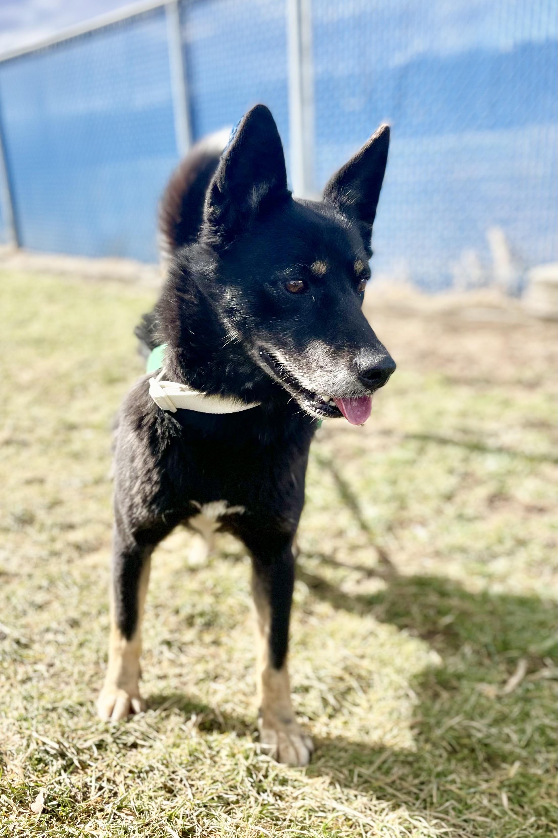 Enlarge Bella Marie , a ADOPTABLE mixed breed in Millersburg, OH image 1/2