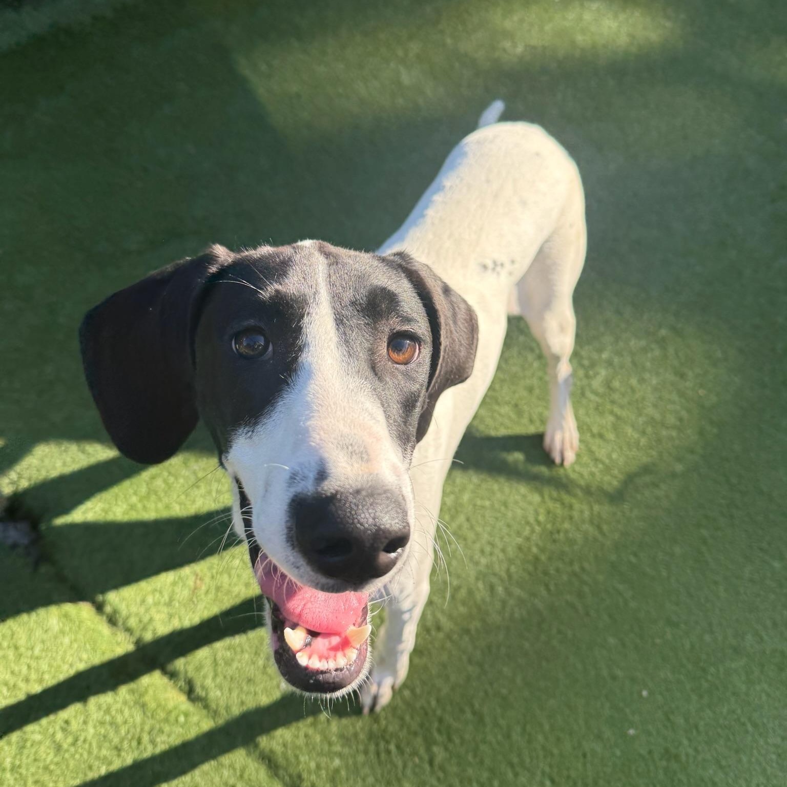 Enlarge Summer, a Adoptable mixed breed in Groton, CT image 4/6