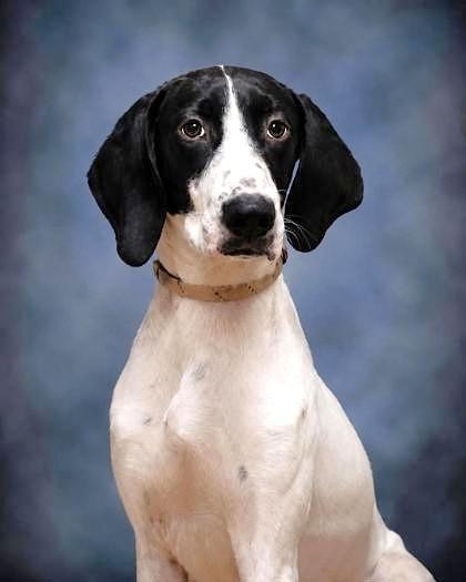 Summer, a ADOPTABLE mixed breed in Groton, CT image 1/3