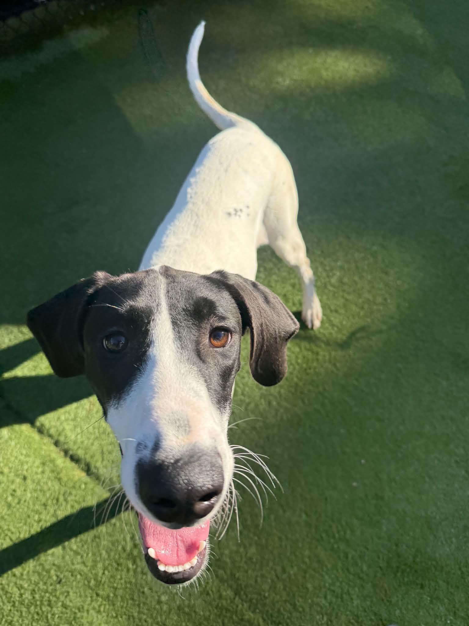 Summer, a ADOPTABLE mixed breed in Groton, CT image 2/3