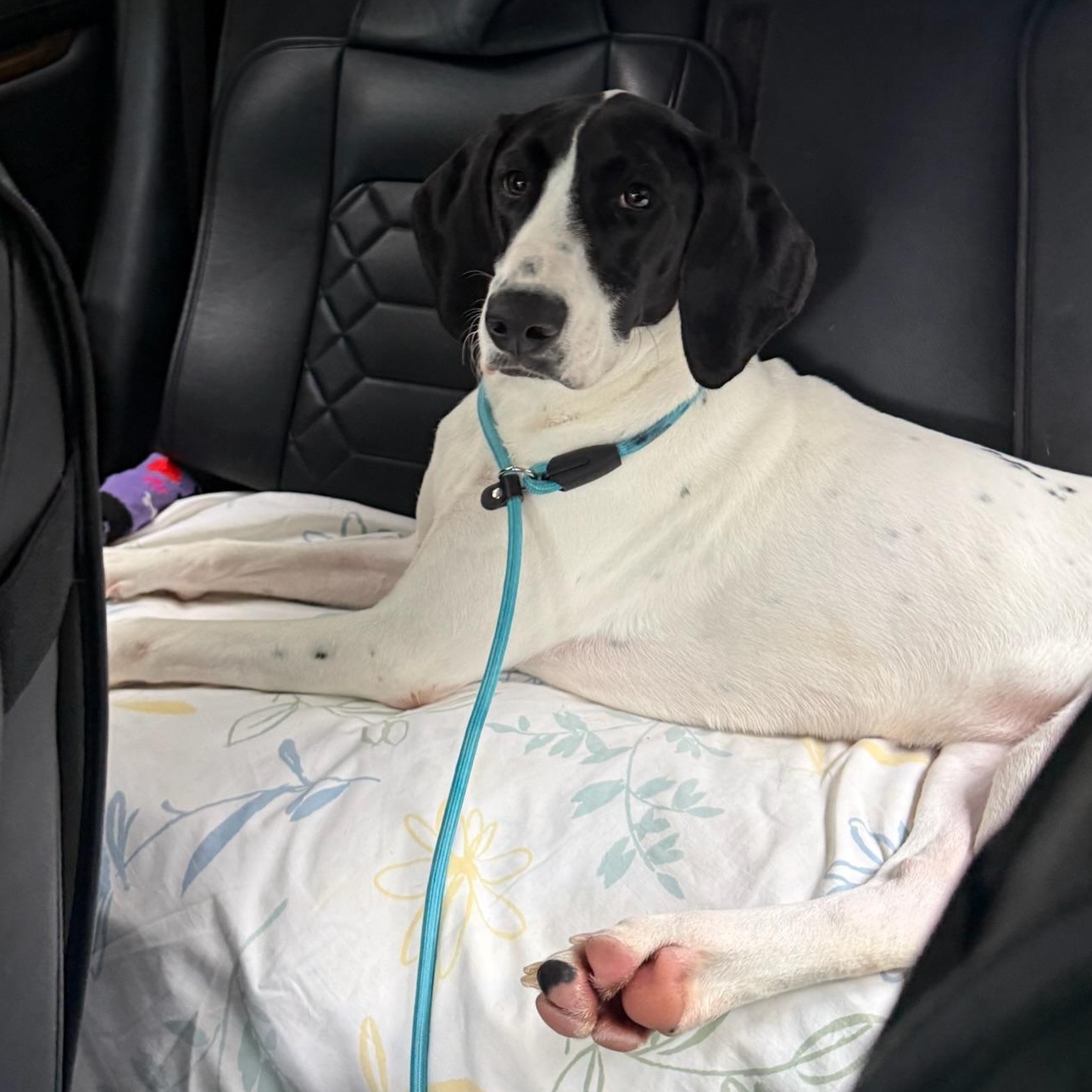 Enlarge Summer, a Adoptable mixed breed in Groton, CT image 3/6