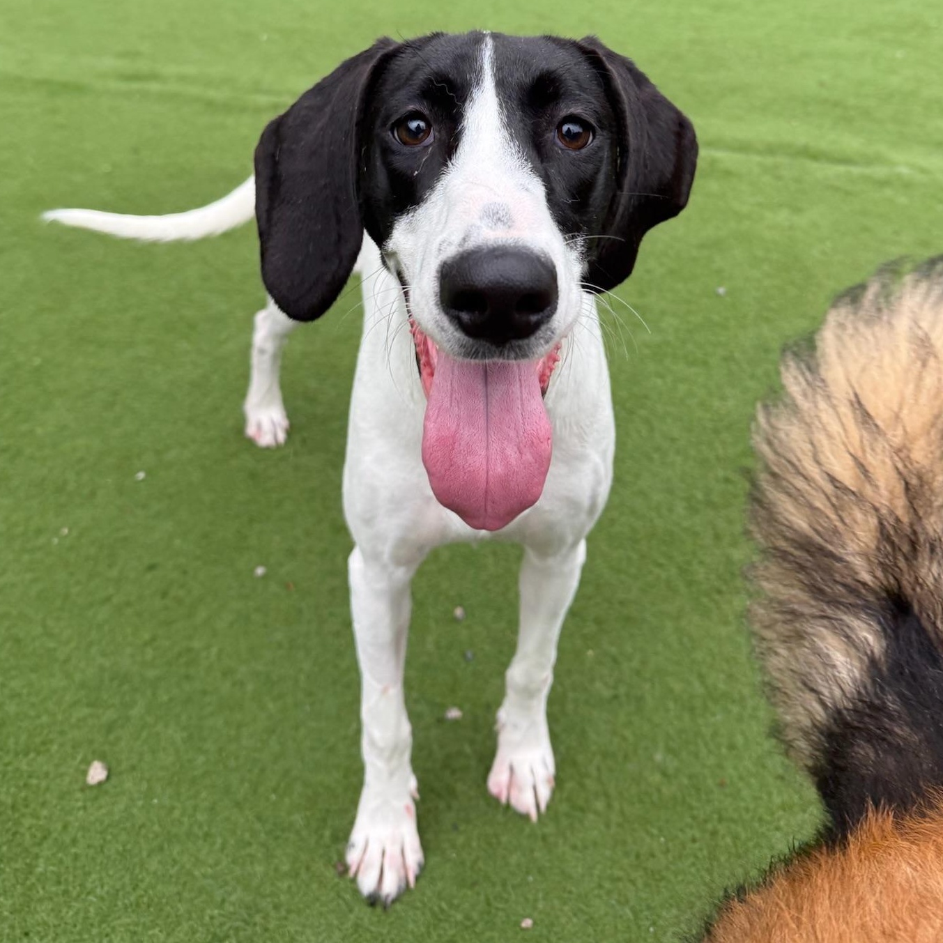 Summer, Adoptable, Young Female Great Dane & Hound.