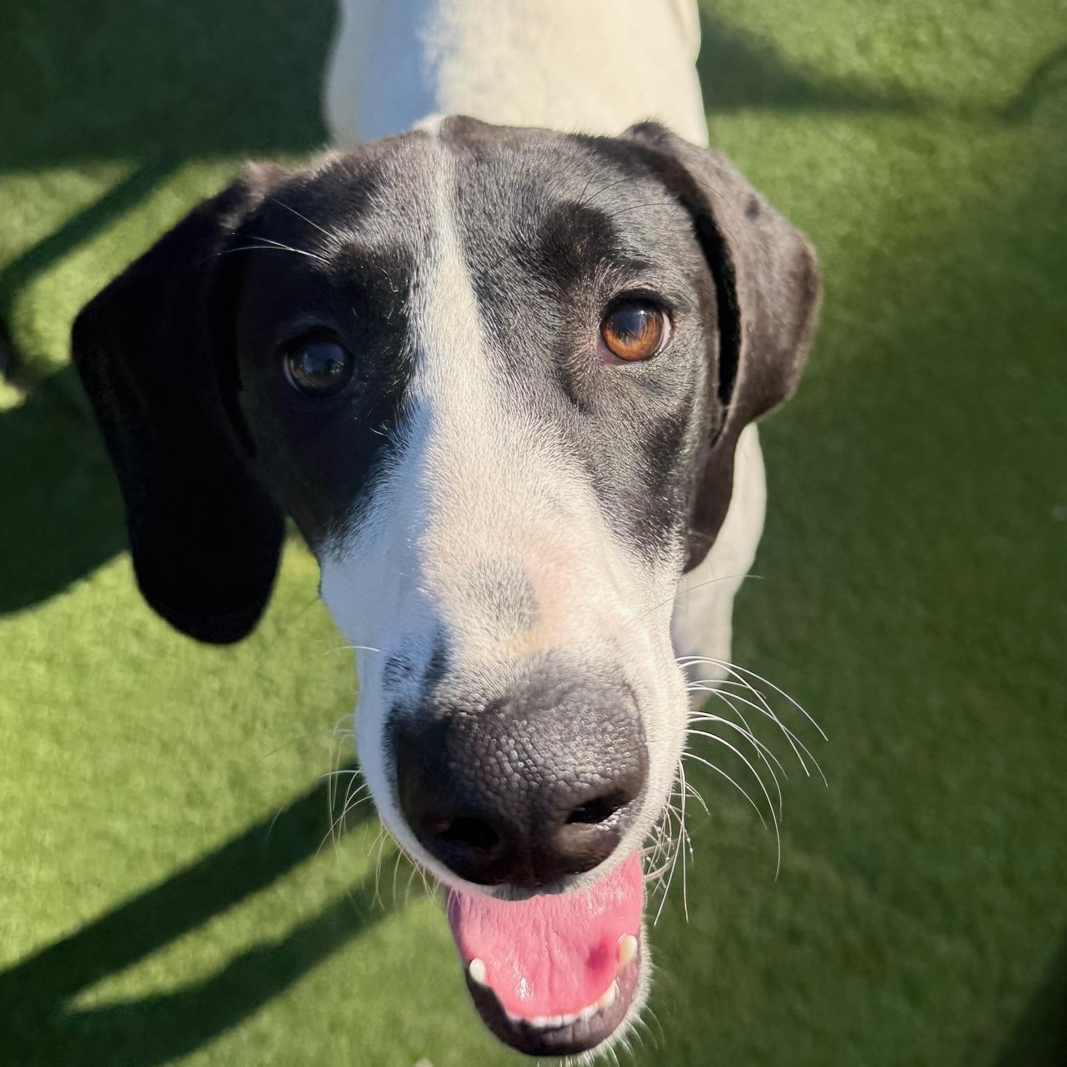 Enlarge Summer, a Adoptable mixed breed in Groton, CT image 5/6