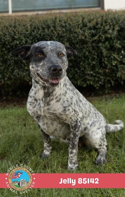 Enlarge JELLY, a Adoptable Cattle Dog in Mobile, AL image 1/2
