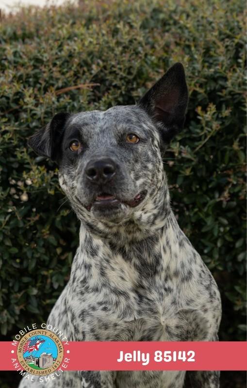 Enlarge JELLY, a Adoptable Cattle Dog in Mobile, AL image 2/2