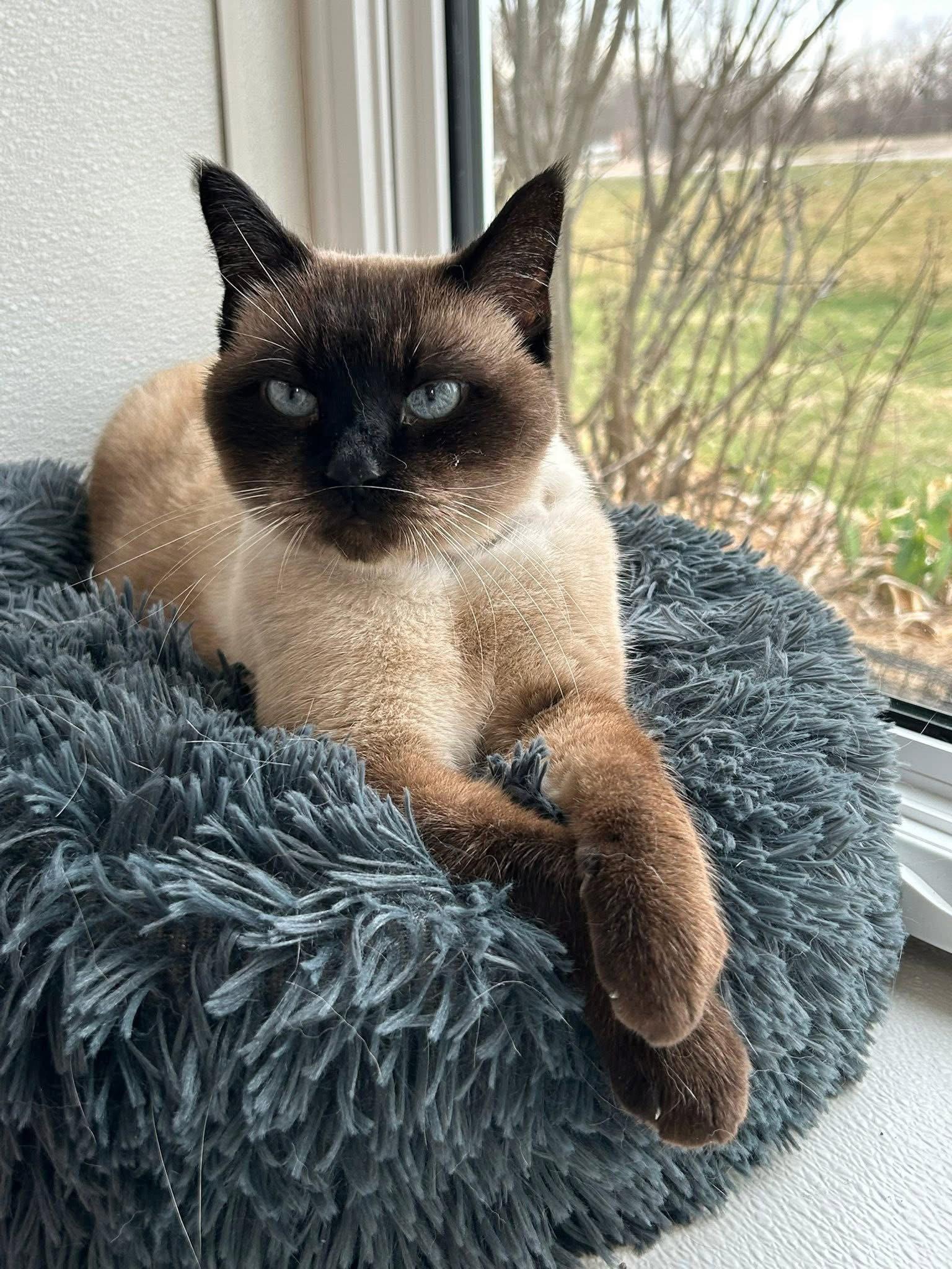 Bernie, Adoptable, Young Male Siamese & Domestic Short Hair.