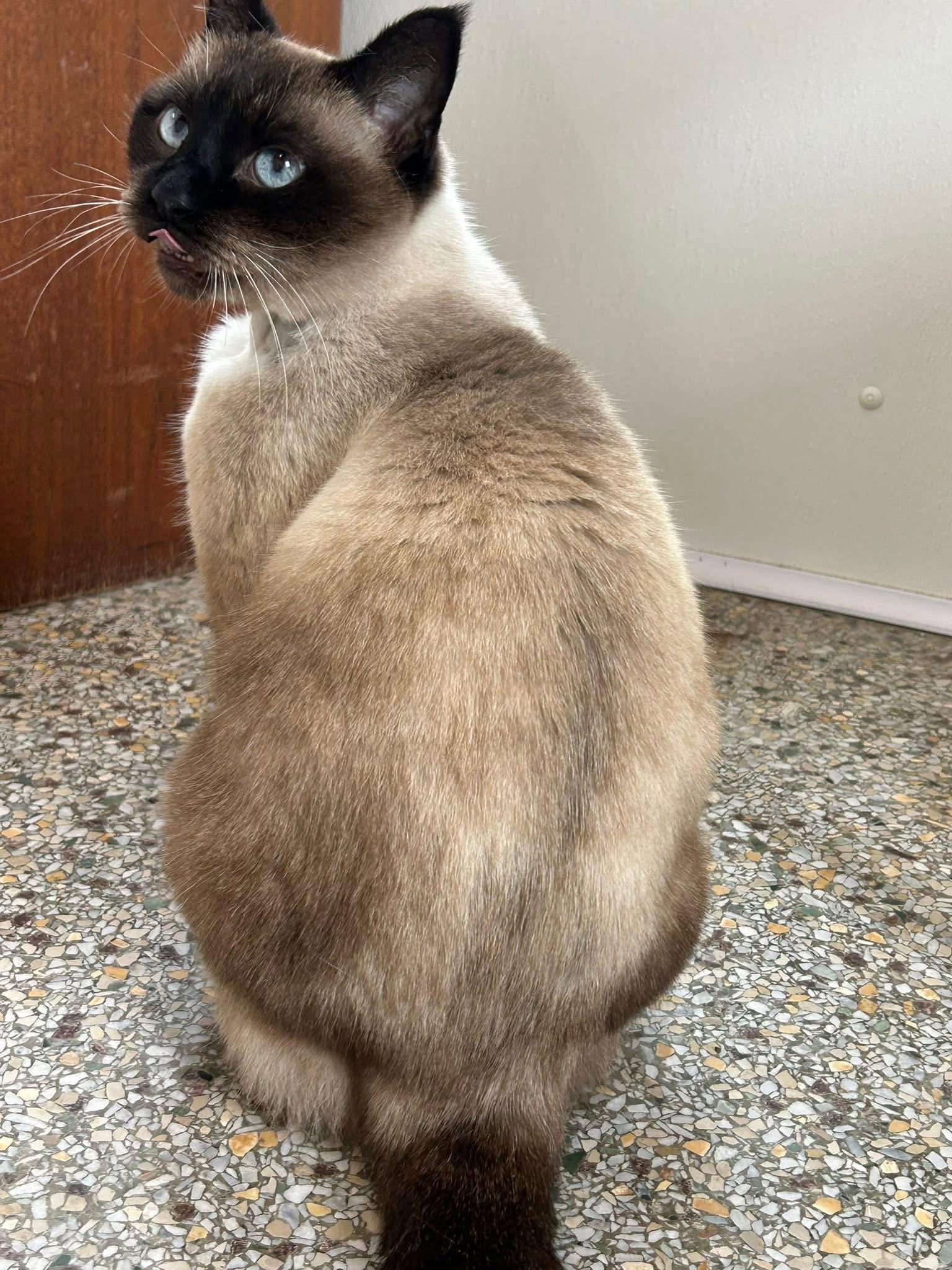 Enlarge Bernie, a Adoptable mixed breed in Williamsburg, IA image 3/3