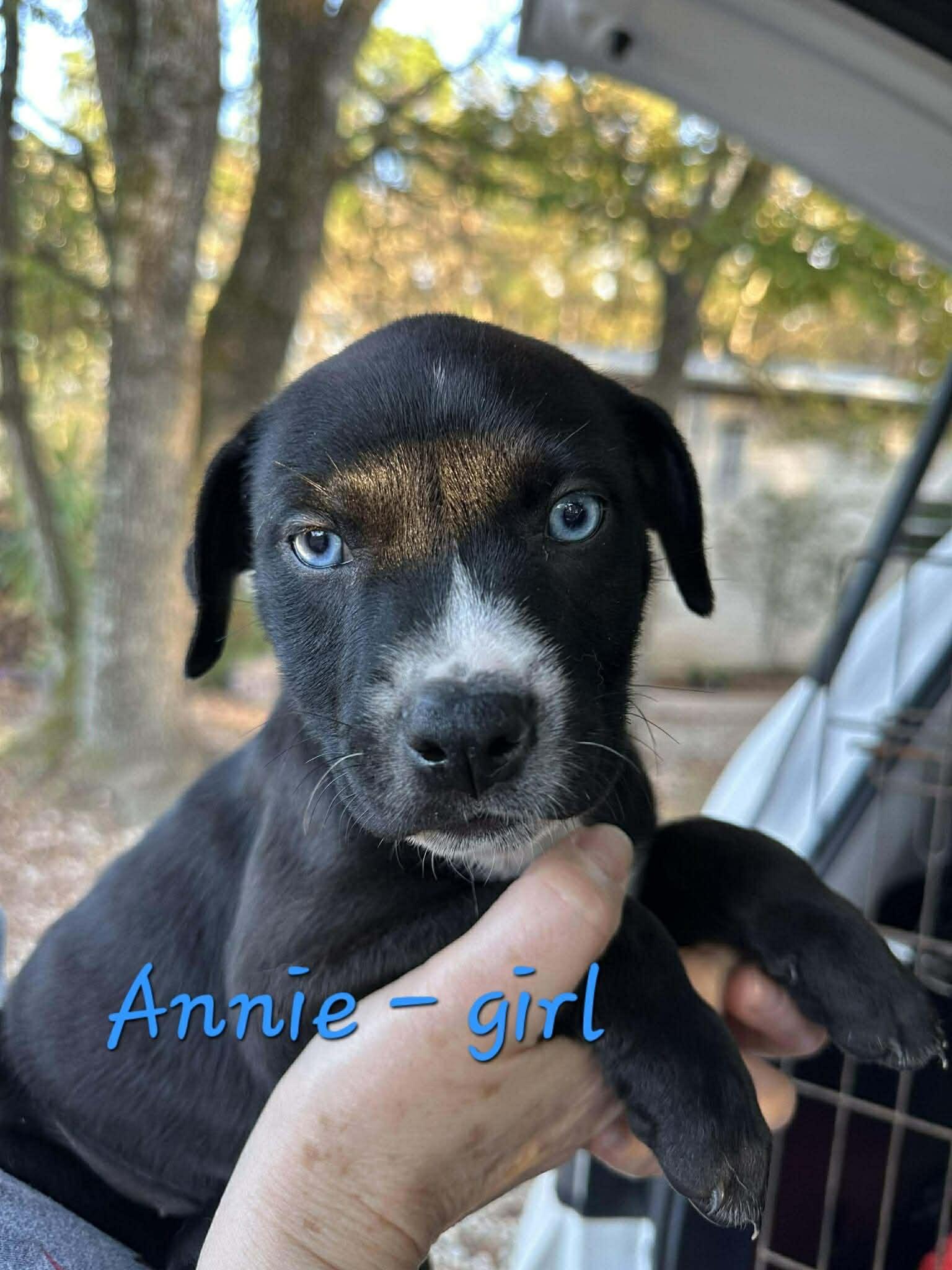 Enlarge Annie the mixed breed puppy, a Adoptable mixed breed in Muskego, WI image 1/1