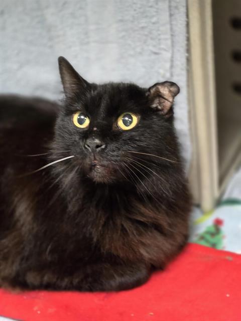 JORDAN, Adoptable, Young Female Domestic Medium Hair.