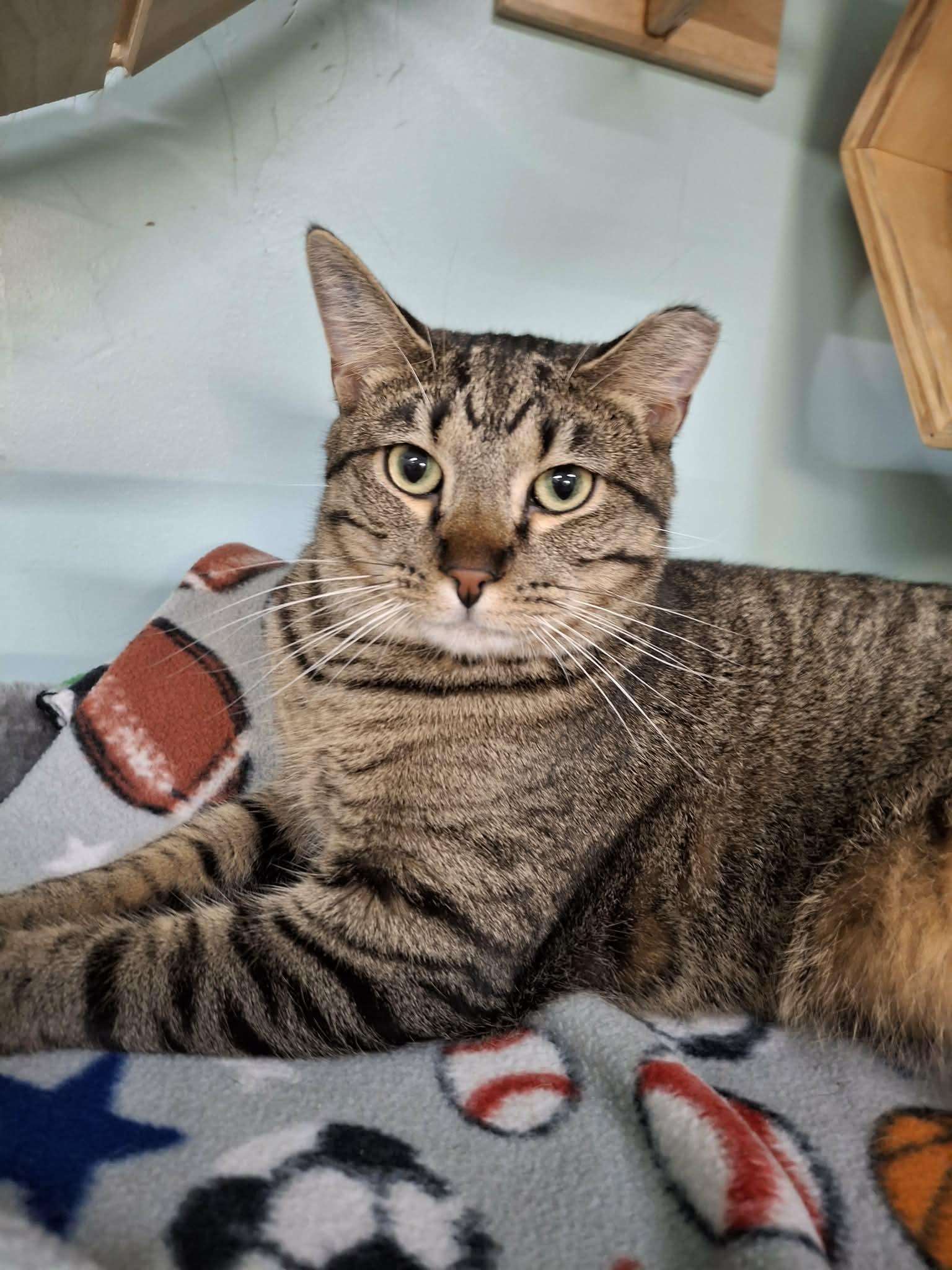 Prince AND Allie, a Adoptable Domestic Short Hair in Gonic, NH image 1/3