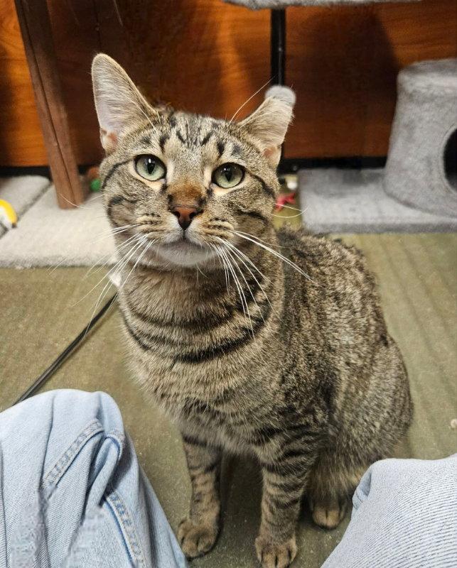 Prince AND Allie, a Adoptable Domestic Short Hair in Gonic, NH image 3/3