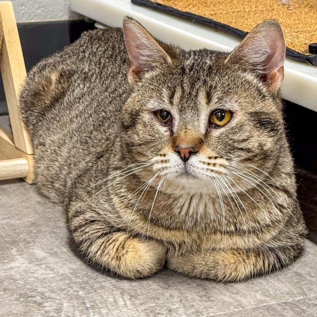 Enlarge Hank *Bonded w/ Pank*, a Adoptable Domestic Short Hair in Kennebunk, ME image 1/6