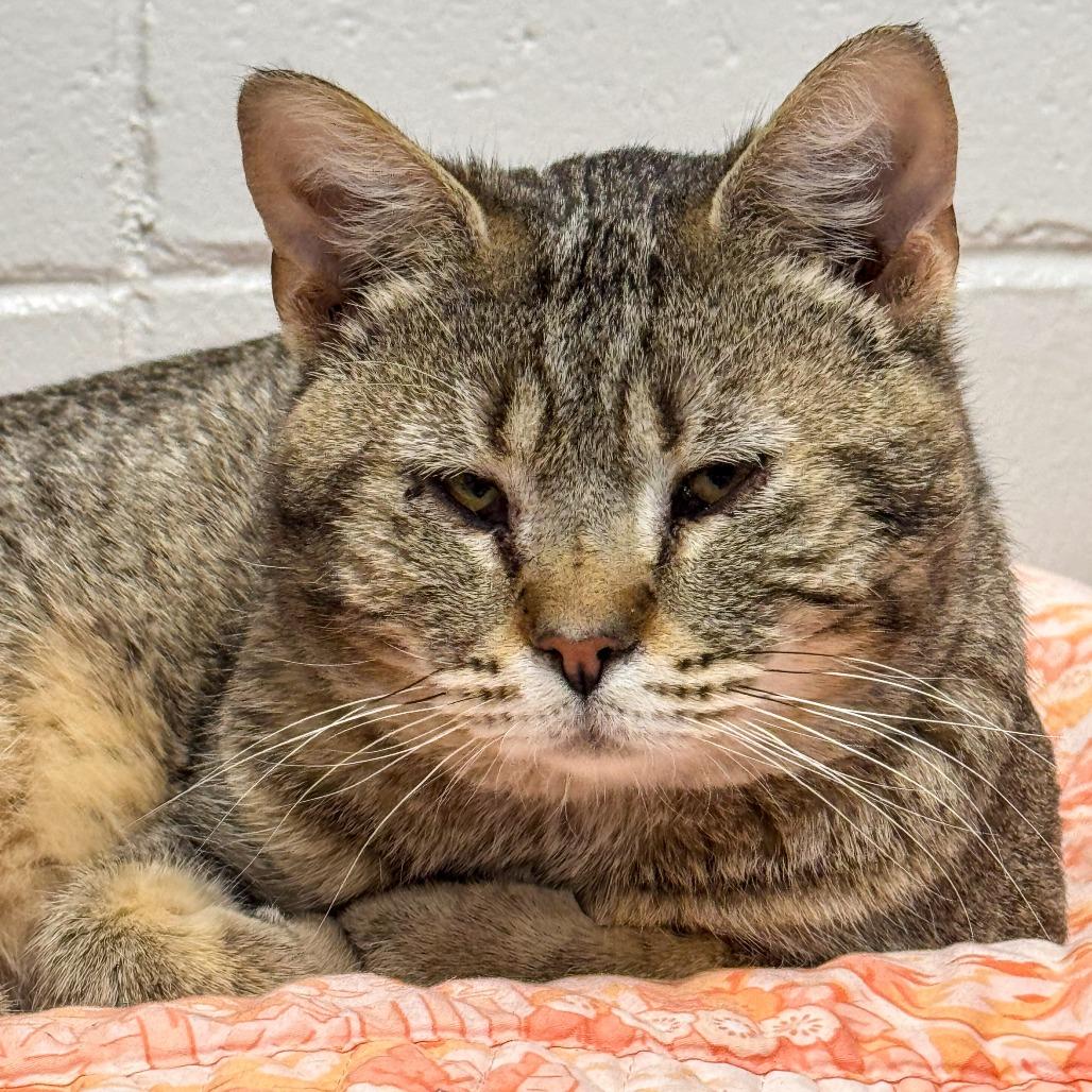 Enlarge Hank *Bonded w/ Pank*, a Adoptable Domestic Short Hair in Kennebunk, ME image 2/6