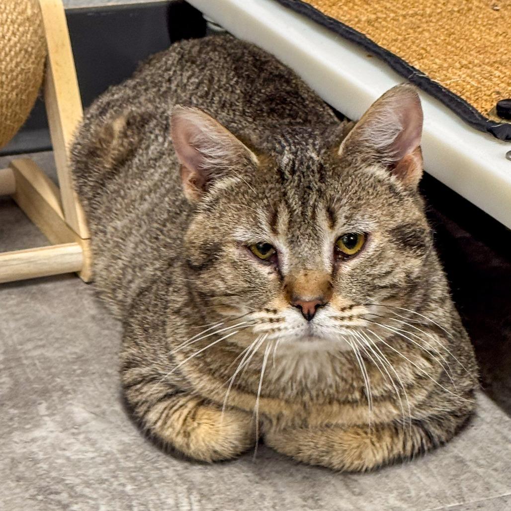 Enlarge Hank *Bonded w/ Pank*, a Adoptable Domestic Short Hair in Kennebunk, ME image 3/6