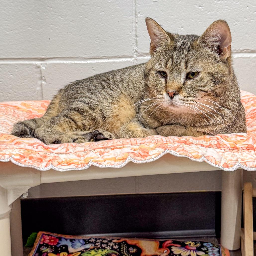 Enlarge Hank *Bonded w/ Pank*, a Adoptable Domestic Short Hair in Kennebunk, ME image 4/6