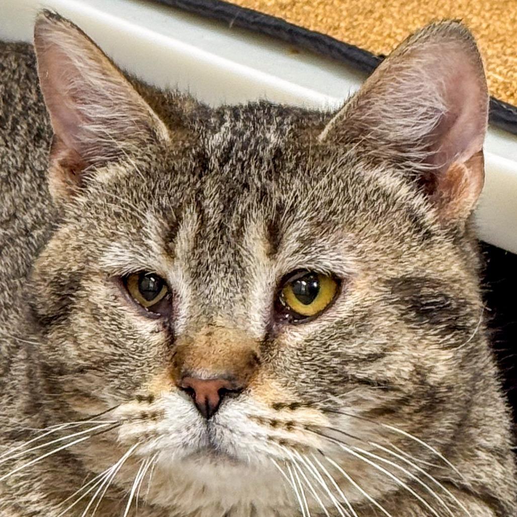 Enlarge Hank *Bonded w/ Pank*, a Adoptable Domestic Short Hair in Kennebunk, ME image 5/6