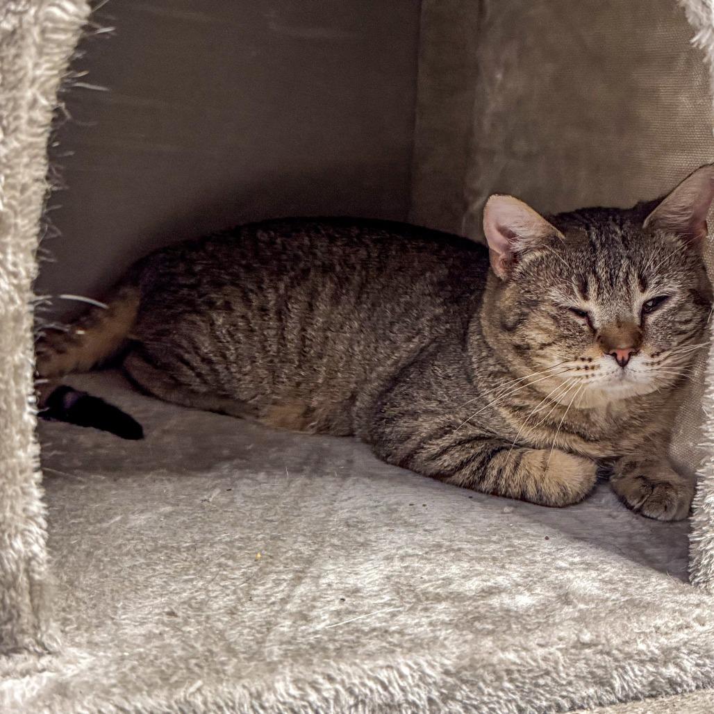 Enlarge Hank *Bonded w/ Pank*, a Adoptable Domestic Short Hair in Kennebunk, ME image 6/6