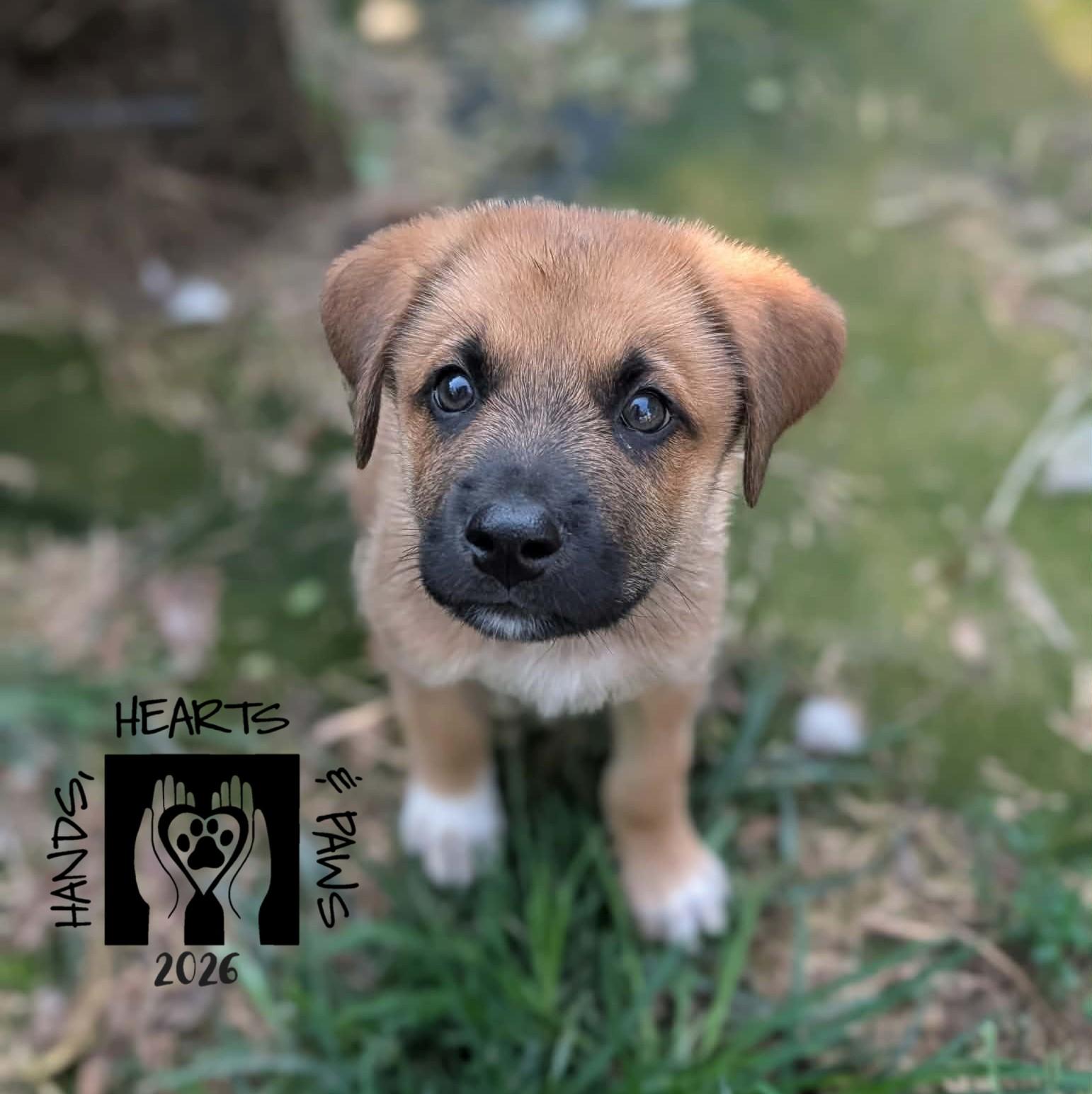 Enlarge Scarecrow Boat, a Adoptable mixed breed in Omaha, NE image 1/3