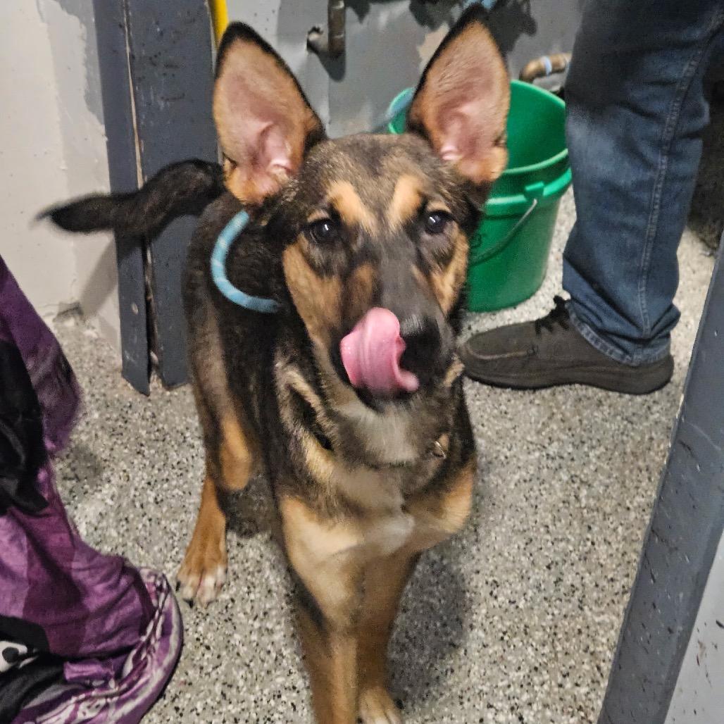 Koda, a ADOPTABLE mixed breed in Homewood, IL image 2/2