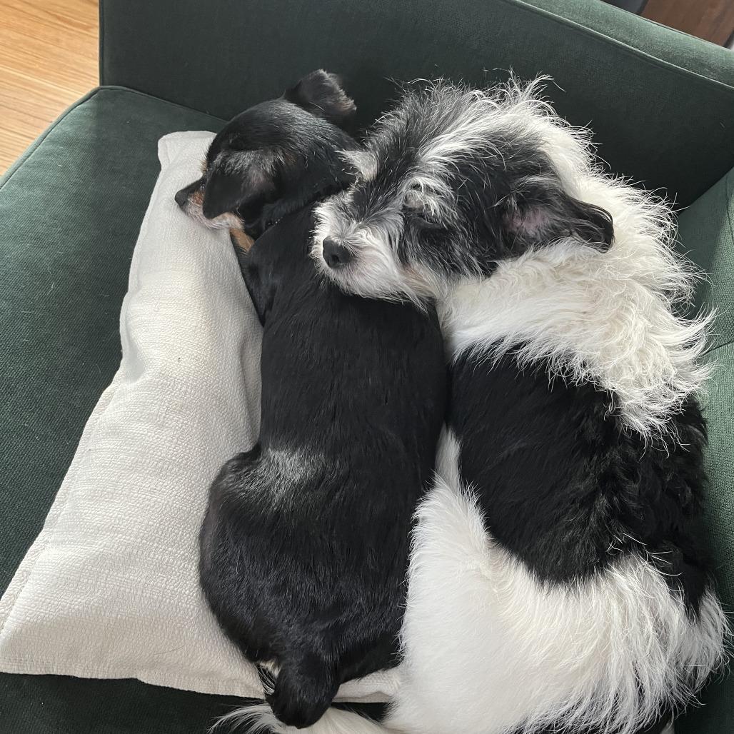 Enlarge Willow, a Adoptable Mixed Breed in Providence, RI image 1/6