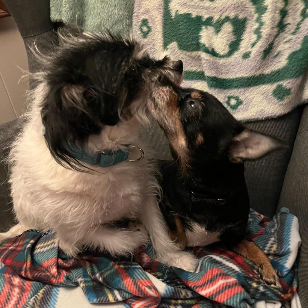 Enlarge Willow, a Adoptable Mixed Breed in Providence, RI image 2/6