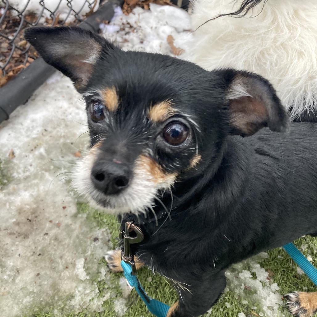 Enlarge Willow, a Adoptable Mixed Breed in Providence, RI image 3/6