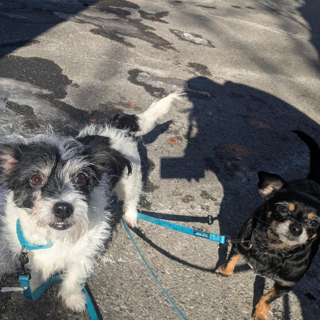 Enlarge Willow, a Adoptable Mixed Breed in Providence, RI image 4/6