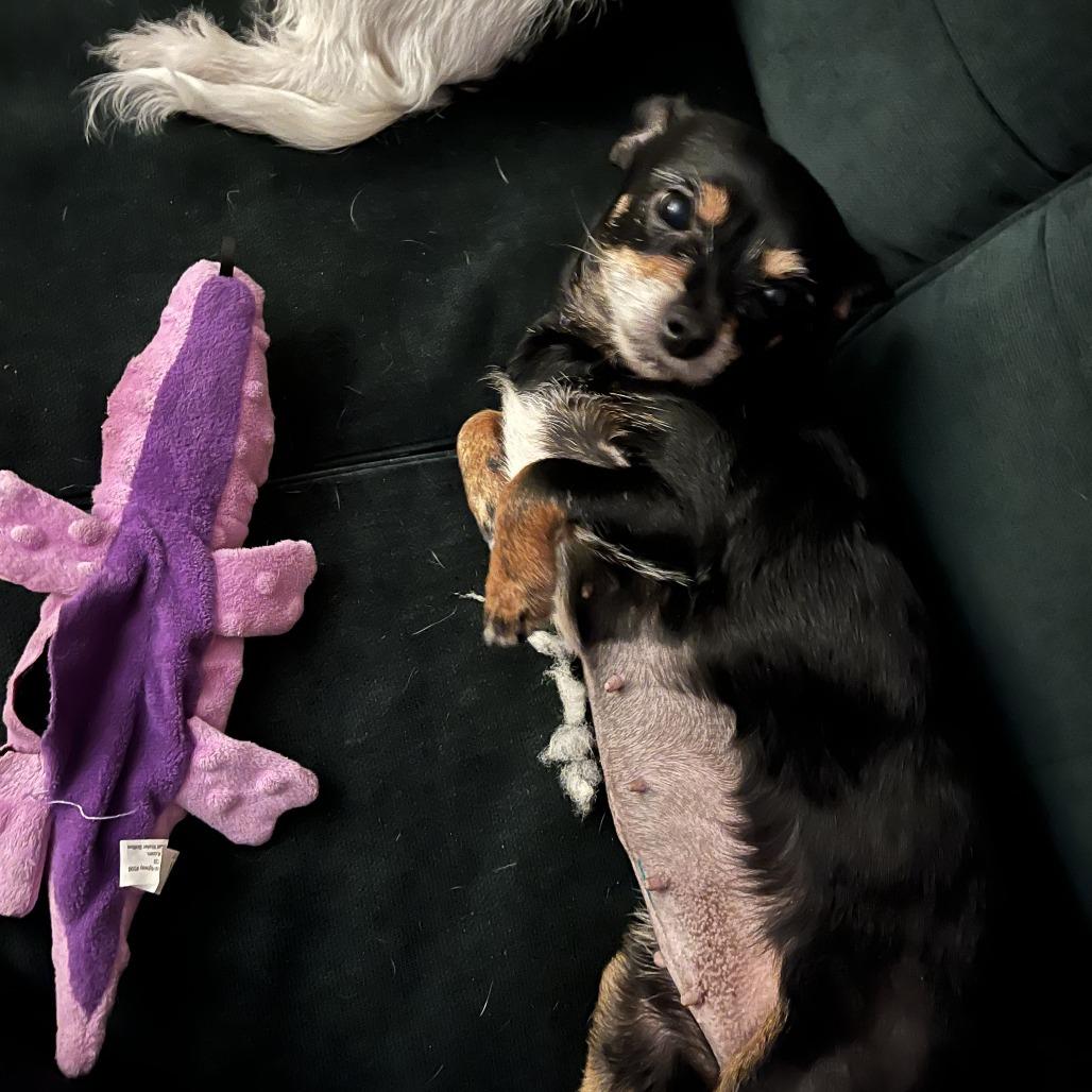 Enlarge Willow, a Adoptable Mixed Breed in Providence, RI image 5/6