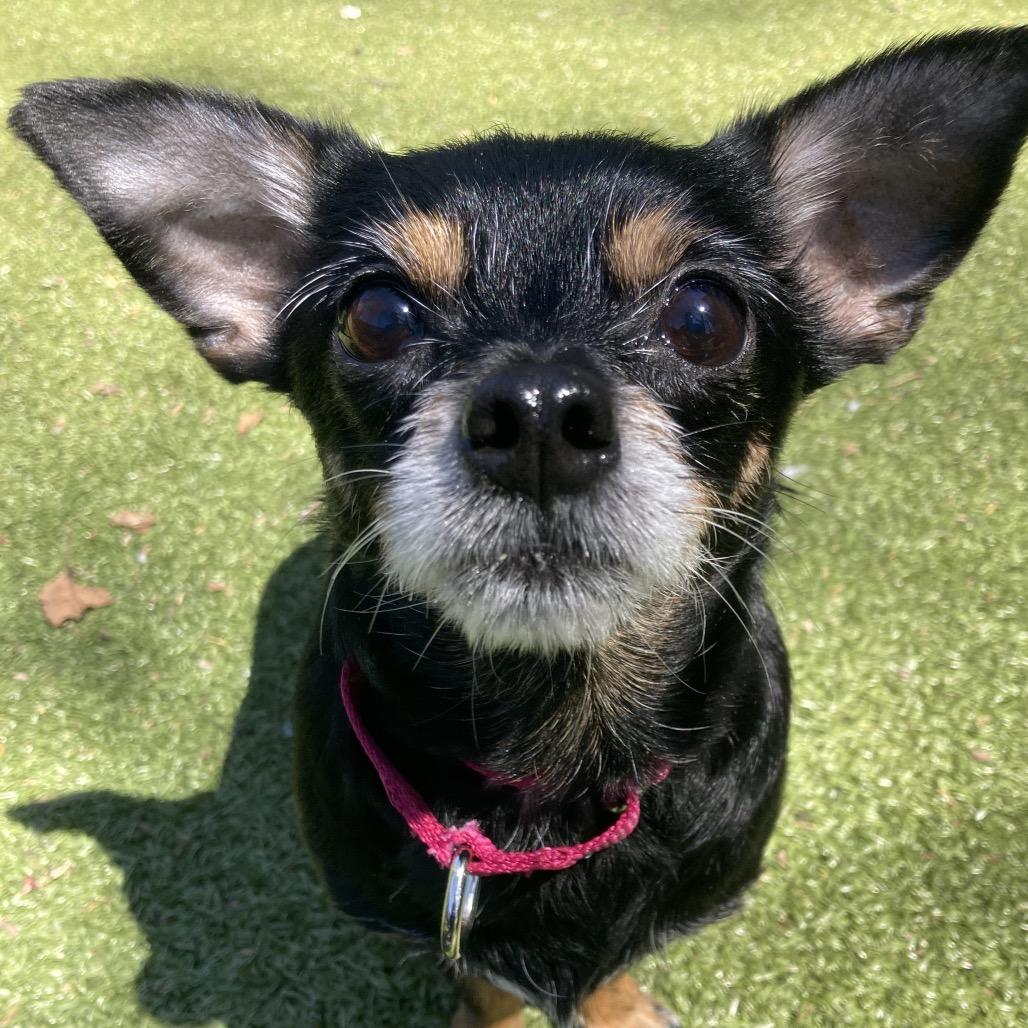 Enlarge Willow, a Adoptable Mixed Breed in Providence, RI image 6/6