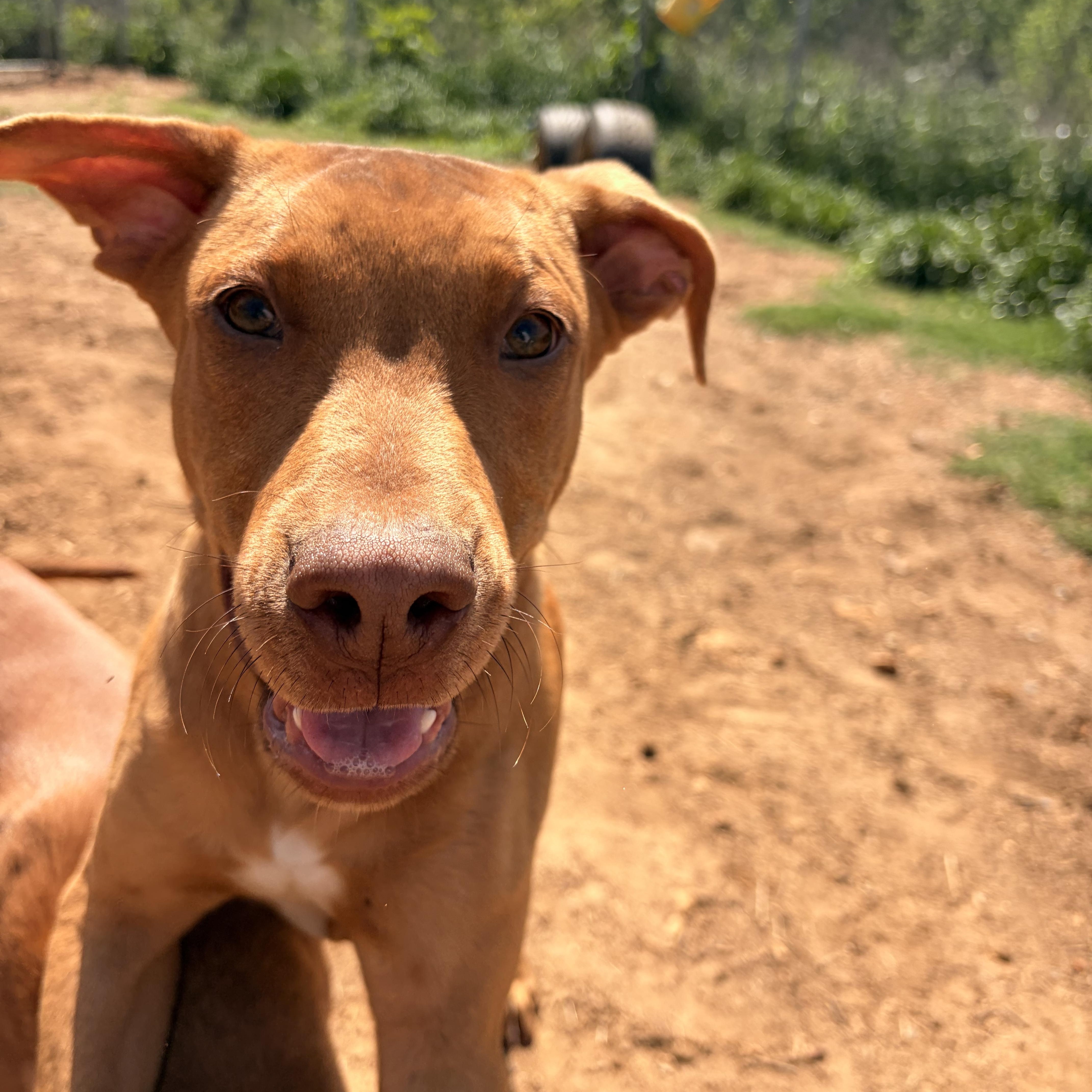 Reed, a ADOPTABLE mixed breed in Melbourne, AR image 5/5