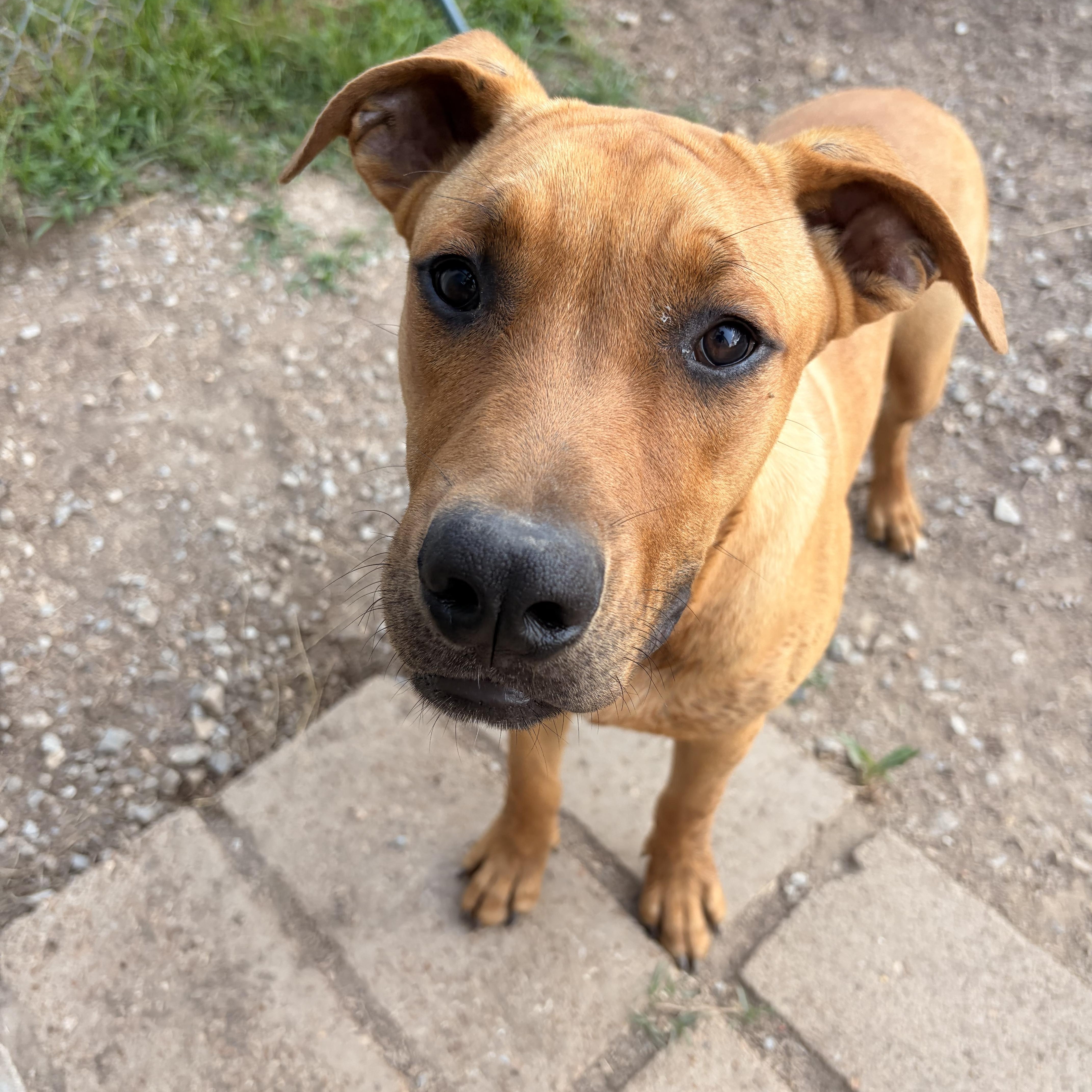 Enlarge Reed, a ADOPTABLE mixed breed in Melbourne, AR image 3/4
