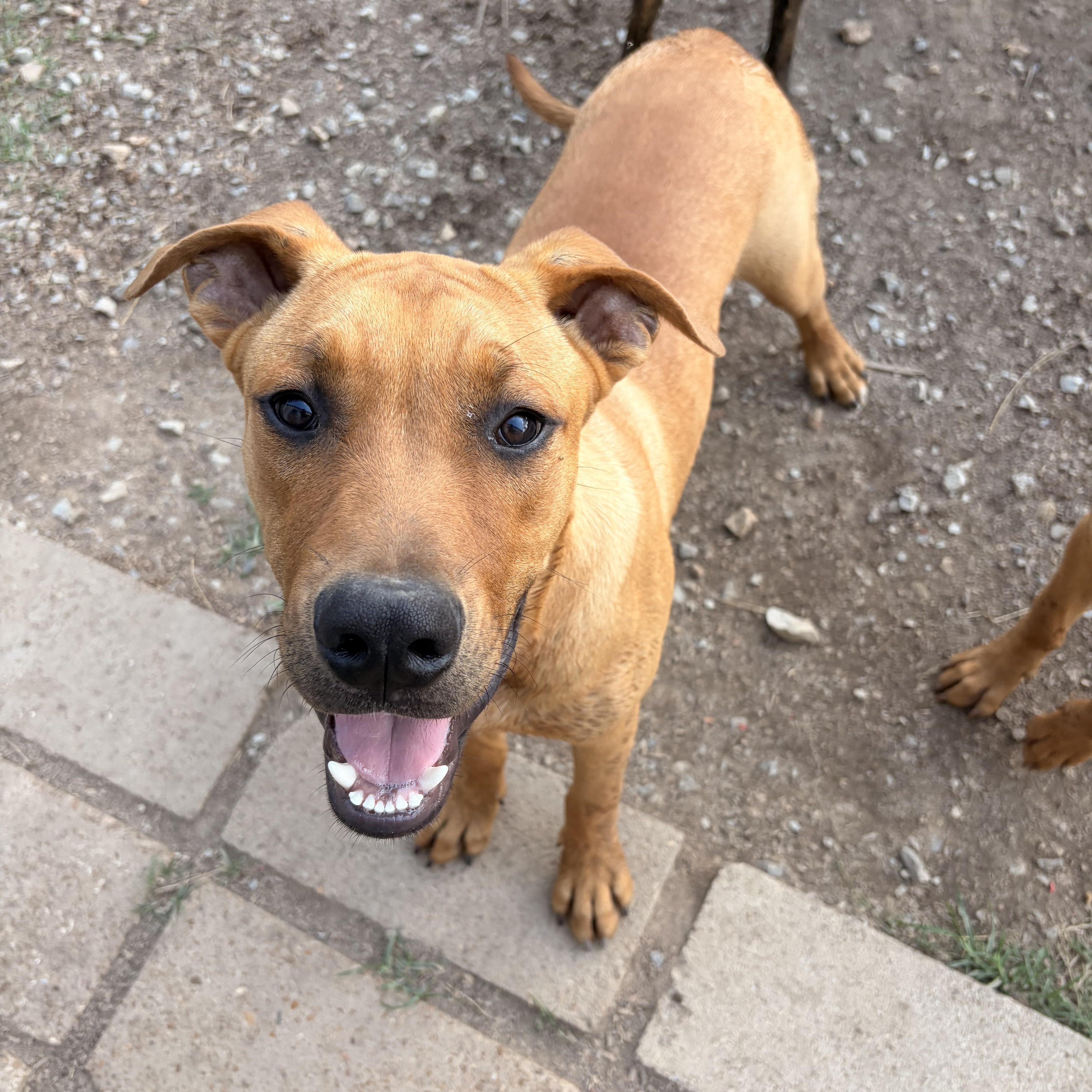 Enlarge Reed, a ADOPTABLE mixed breed in Melbourne, AR image 4/4