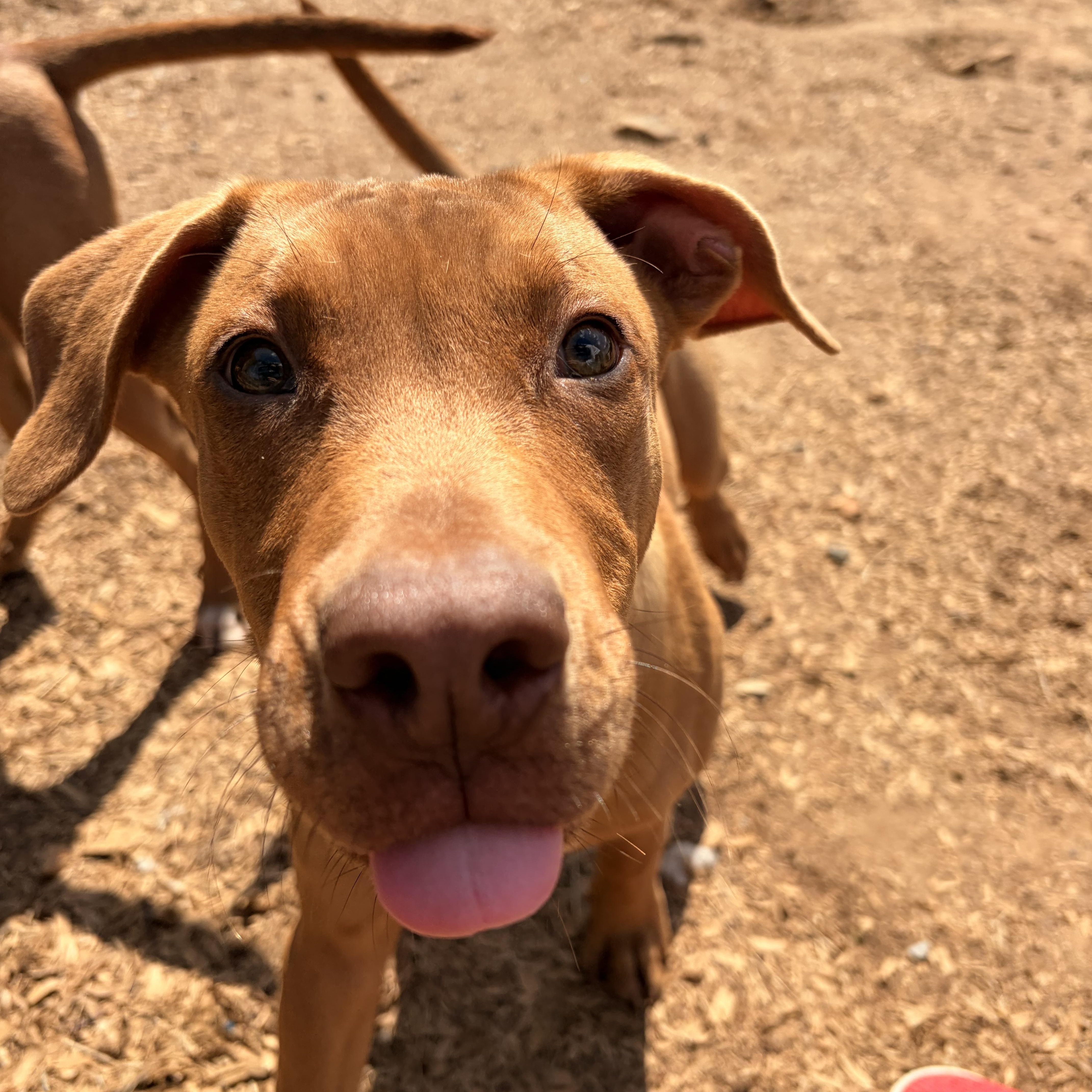 Reed, ADOPTABLE, Young Male Mountain Cur.