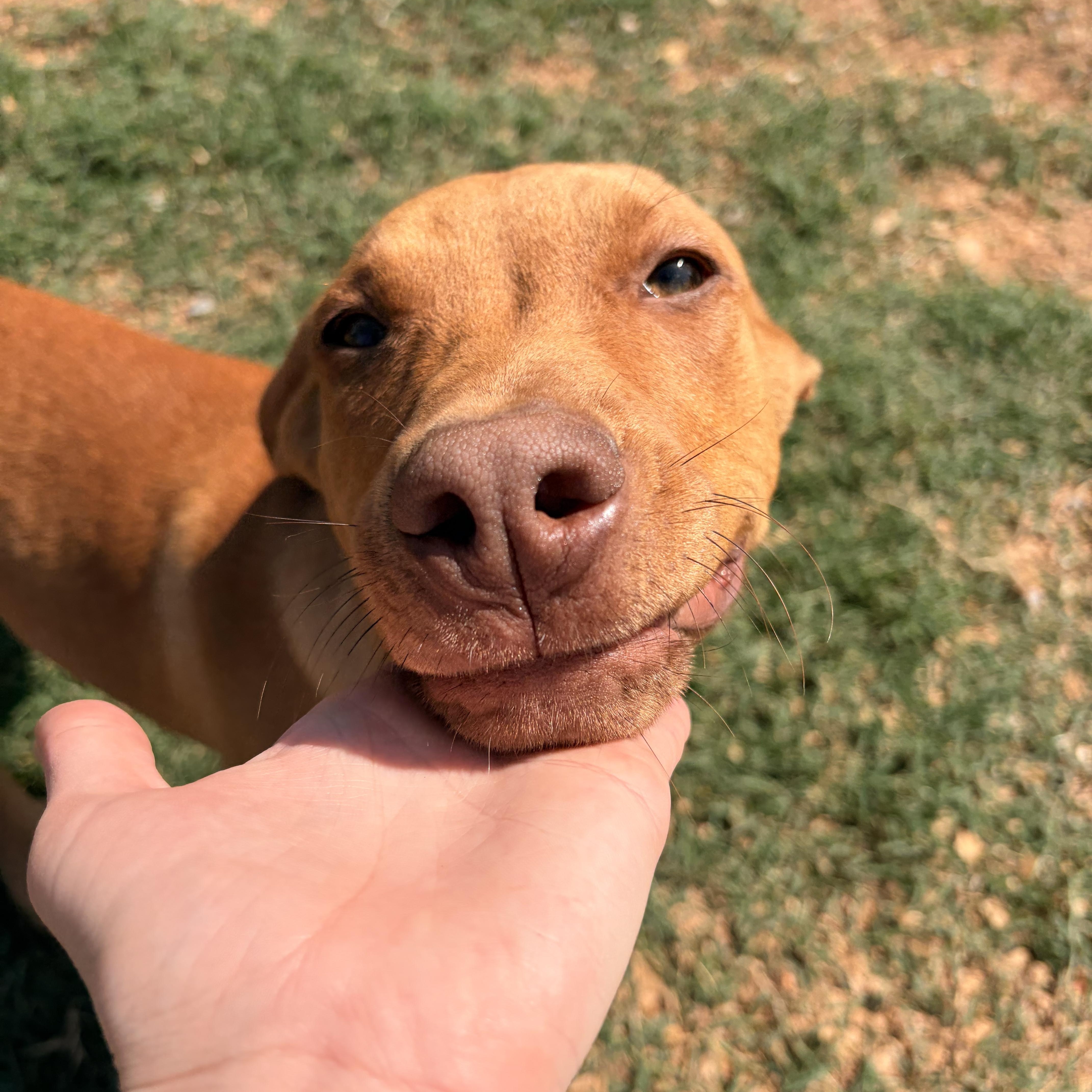 Reed, a ADOPTABLE mixed breed in Melbourne, AR image 2/5