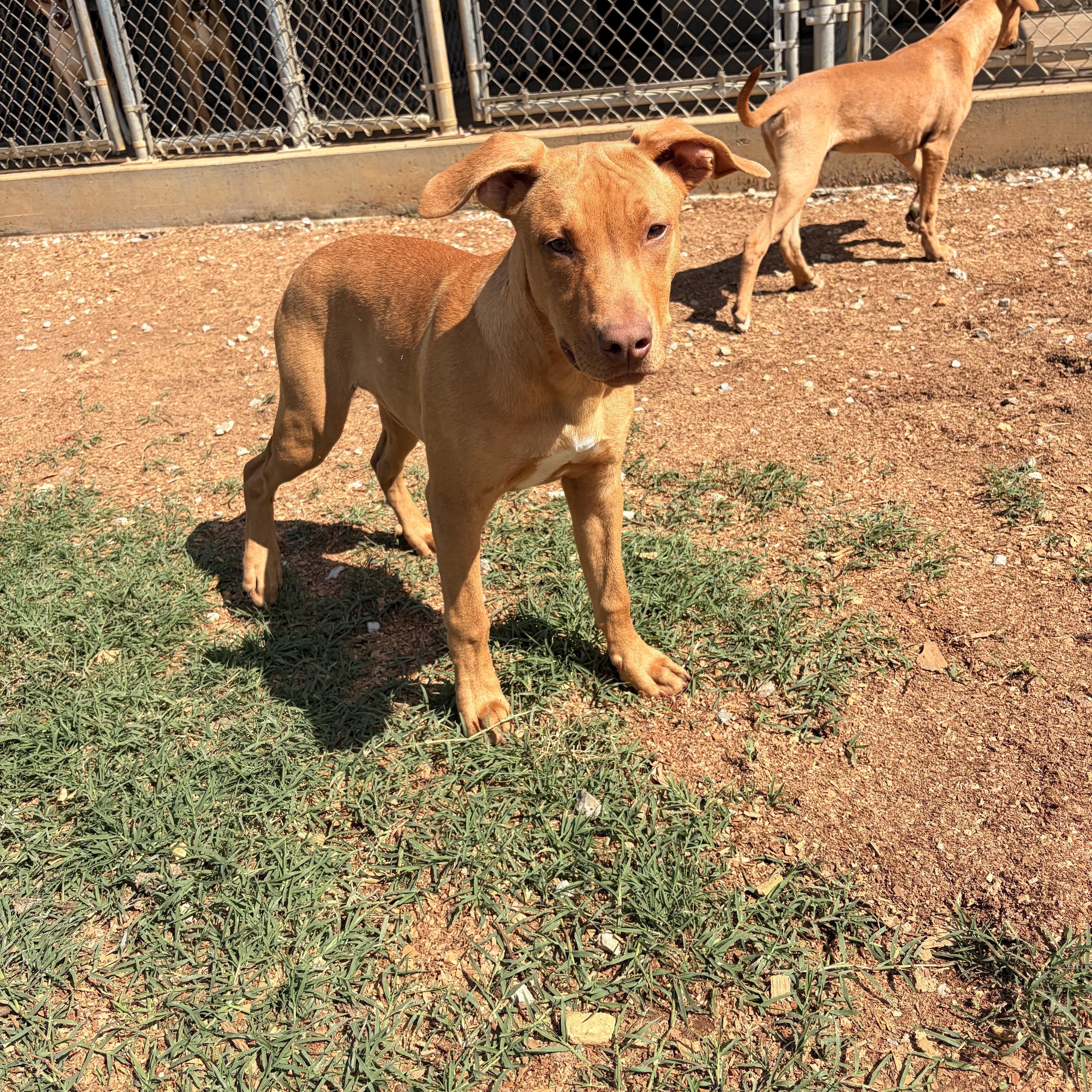 Reed, a ADOPTABLE mixed breed in Melbourne, AR image 4/5