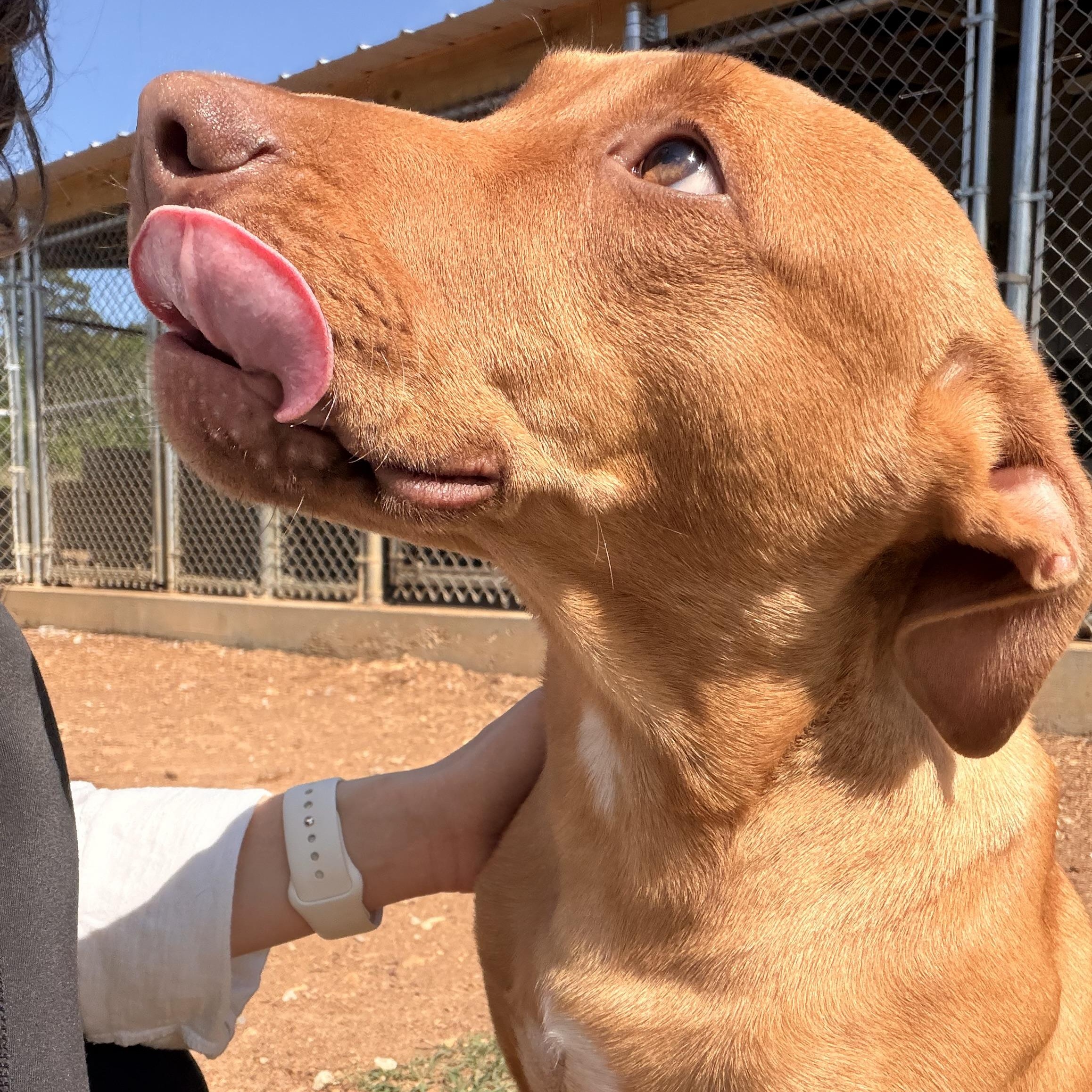 Reed, a ADOPTABLE mixed breed in Melbourne, AR image 3/5