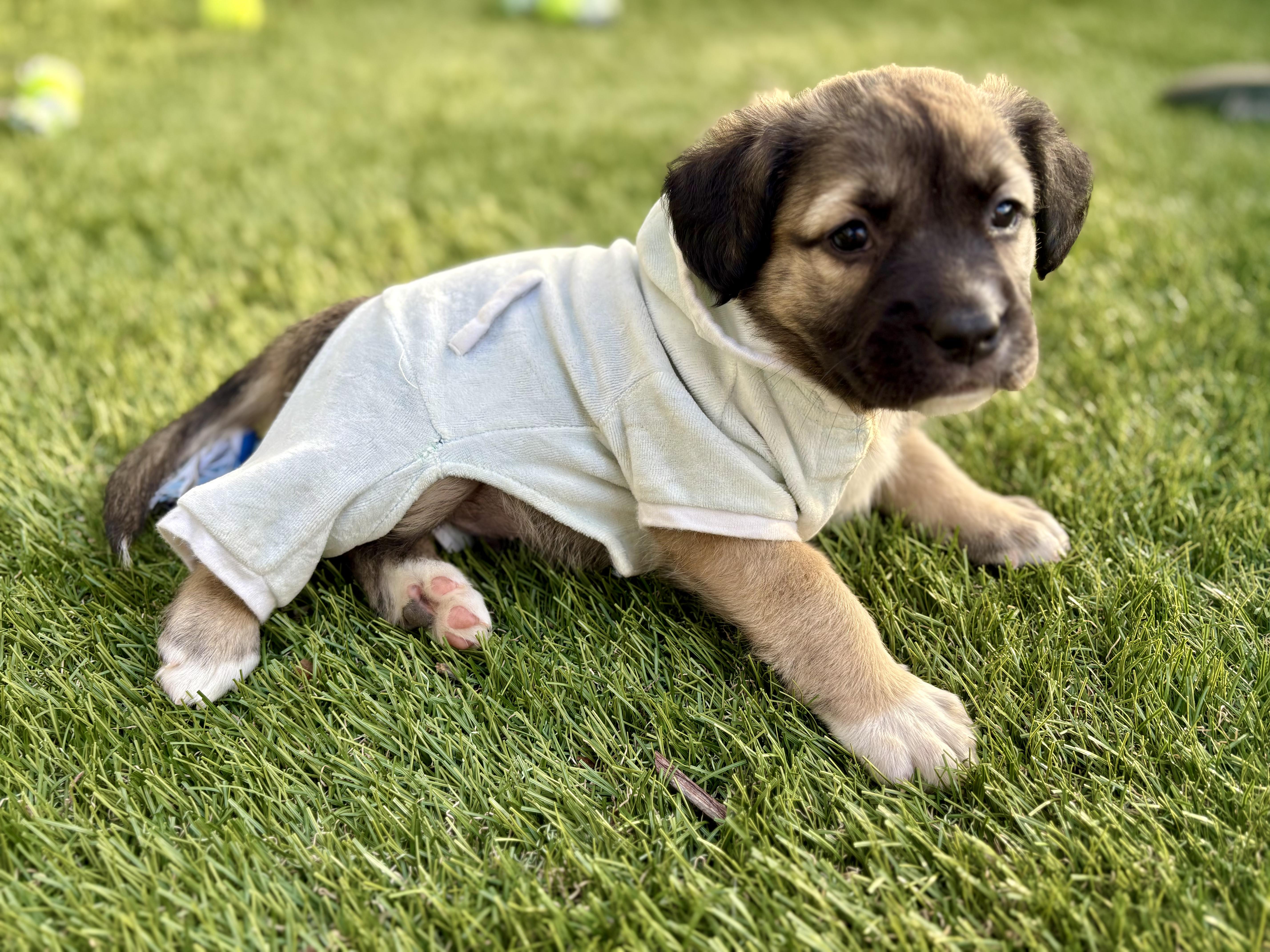 PHOENIX, ADOPTABLE, Puppy Male Pit Bull Terrier.