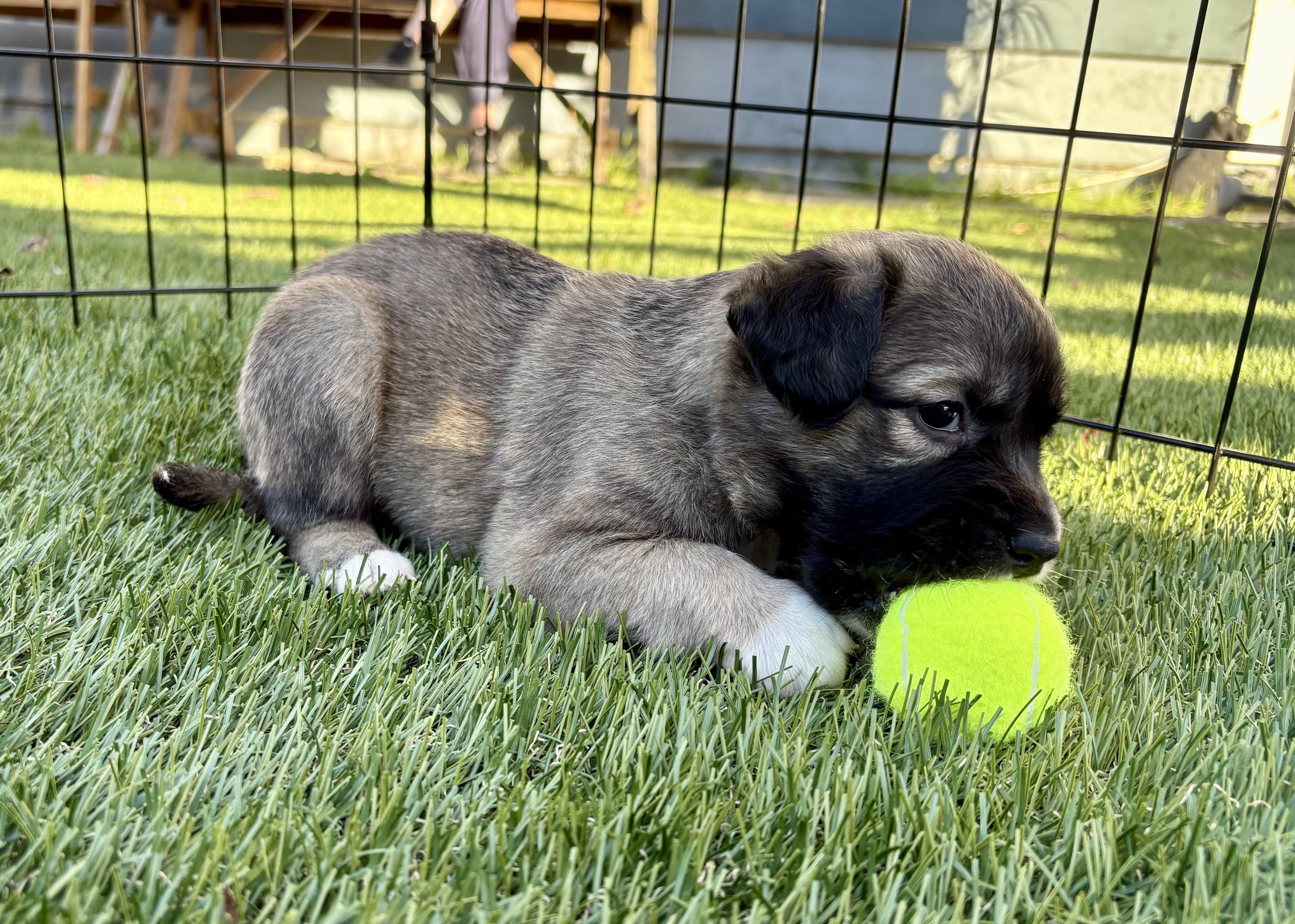 PHOENIX, a ADOPTABLE mixed breed in San Diego, CA image 2/6